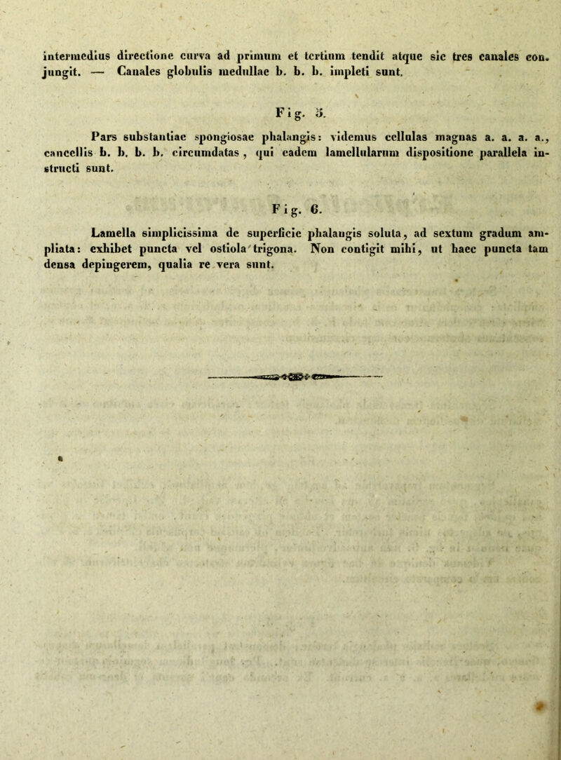 intermedius directione curva ad primum et tertium teudit atque sic tres cauaies con* jungit. — Canales globulis medullae b. b. b. impleti sunt. Fig. o. Pars substantiae spongiosae phalangis: videmus cellulas magnas a. a. a. a., cancellis b. b. b. b. circumdatas , qui eadem lamellularum dispositione parallela in* structi sunt. Fig. 6. Lamella simplicissima de superficie phalangis soluta, ad sextum gradum am- pliata: exhibet puncta vel ostiola'trigona, densa depingerem, qualia re vera sunt. Non contigit mihi, ut haec puncta tam \ *
