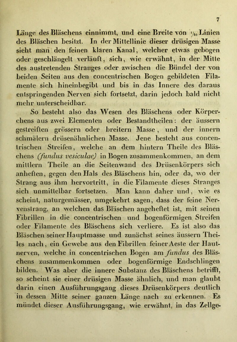 Länge des Bläschens einnimmt, und eine Breite TOn y,o Linien des Bläschen besitzt. In der Mittellinie dieser drüsigen Masse sieht man den feinen klaren Kanal, welcher etwas gehogen oder geschlängelt yerläuft, sich, wie erwähnt, in der Mitte des austretenden Stranges oder zwischen die Bündel der Yon beiden Seiten aus den concentrischen Bogen gebildeten Fila- mente sich hineinbegibt und bis in das Innere des daraus entspringenden Neryen sich fortsetzt, darin jedoch bald nicht mehr unterscheidbar. So besteht also das Wesen des Bläschens oder Körper- chens aus zwei Elementen oder Bestandtheilen: der äussern gestreiften grossem oder breitem Masse , und der innern schmälern drüsenähnlichen Masse. Jene besteht aus concen- trischen Streifen, welche an dem hintern Theile des Bläs- chens (fundus vesiculae) in Bogen Zusammenkommen, an dem mittlern Theile an die Seitenwand des Drüsenkörpers sich anheften, gegen den Hals des Bläschens hin, oder da, wo der Strang aus ihm hervortritt, in die Filamente dieses Stranges sich unmittelbar fortsetzen. Man kann daher und, wie es scheint, naturgemässer, umgekehrt sagen, dass der feine Ner- venstrang, an welchen das Bläschen angeheftet ist, mit seinen Fibrillen in die concentrischen und bogenförmigen Streifen oder Filamente des Bläschens sich verliere. Es ist also das Bläschen seiner Hauptmasse und zunächst seines äussern Thei- les nach, ein Gewebe aus den Fibrillen feinerAeste der Haut- nerven, welche in concentrischen Bogen am fundus des Bläs- chens Zusammenkommen oder bogenförmige Endschlingen bilden. Was aber die innere Substanz des Bläschens betrifft, so scheint sie einer drüsigen Masse ähnlich, und man glaubt darin einen Ausführungsgang dieses Drüsenkörpers deutlich in dessen Mitte seiner ganzen Länge nach zu erkennen. Es mündet dieser Ausführungsgang, wie erwähnt, in das Zellge-