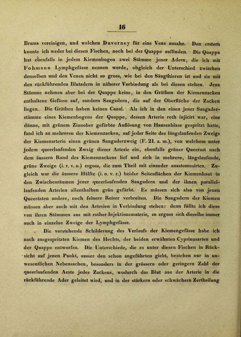 Brama vereinigen, und welchen Duverney für eine Vene ansahe. Den erstem konnte ich weder bei diesen Fischen, noch bei der Quappe auffinden. Die Quappe hat ebenfalls in jedem Kiemenbogen zwei Stämme jener Adern, die ich mit Fohniann Lymphgefässe nennen werde, obgleich der Unterschied zwischen denselben und den Venen nicht so gross, wie bei den Säugthieren ist und sie mit den rückführenden Blutadern in näherer Verbindung als bei diesen stehen. Jene Stämme nehmen aber bei der Quappe keine, in den Gräthen der Kiemenzacken enthaltene Gefässe auf, sondern Saugadern, die auf der Oberfläche der Zacken liegen. Die Gräthen haben keinen Canal. Als ich in den einen jener Saugader- stämme eines Kiemenbogens der Quappe, dessen Arterie roth injicirt war, eine dünne, mit grünem Zinnober gefärbte Auflösung von Hausenblase gespritzt hatte, fand ich an mehreren der Kiemenzacken, auf jeder Seite des längslaufenden Zweigs der Kiemenarterie einen grünen Saugaderzweig (F.^ 21. a. m.), von welchem unter jedem queerlaufenden Zweig dieser Arterie ein, ebenfalls grüner Queerast nach dem äussern Rand des Kiemenzackens lief und sich in mehrere, längslaufende, grüne Zweige (i. r. v. o.) ergoss, die zum Theil mit einander anastomosirten. Zu- gleich war die äussere Hälfte (i. o. v. r.) beider Seitenflächen der Kiemenhaut in den Zwischenräumen jener queerlaufenden Saugadern und der ihnen parallel- laufenden Arterien allenthalben grün gefärbt. Es müssen sich also von jenen Queerästen andere, noch feinere Reiser verbreiten. Die Saugadern der Kiemen müssen aber auch mit den Arterien in Verbindung stehen: denn füllte ich diese von ihren Stämmen aus mit rother Injektionsmaterie, so ergoss sich dieselbe immer auch in einzelne Zweige der Lymphgefässe. , Die vorstehende Schilderung des Verlaufs der Kiemengefässe habe ich nach ausgespritzten Kiemen des Hechts, der beiden erwähnten Cyprinusarten und der Quappe entworfen. Die Unterschiede, die es unter diesen Fischen in Rück- sicht auf jenen Punkt, ausser den schon angeführten giebt, bestehen nur in un- W’esentlichen Nebensachen, besonders in der grossem oder geringem Zahl der queerlaufenden Aeste jedes Zackens, wodurch das Blut aus der Arterie in die rückführende Ader geleitet wird, und in der stärkern oder schwächern Zertheilung