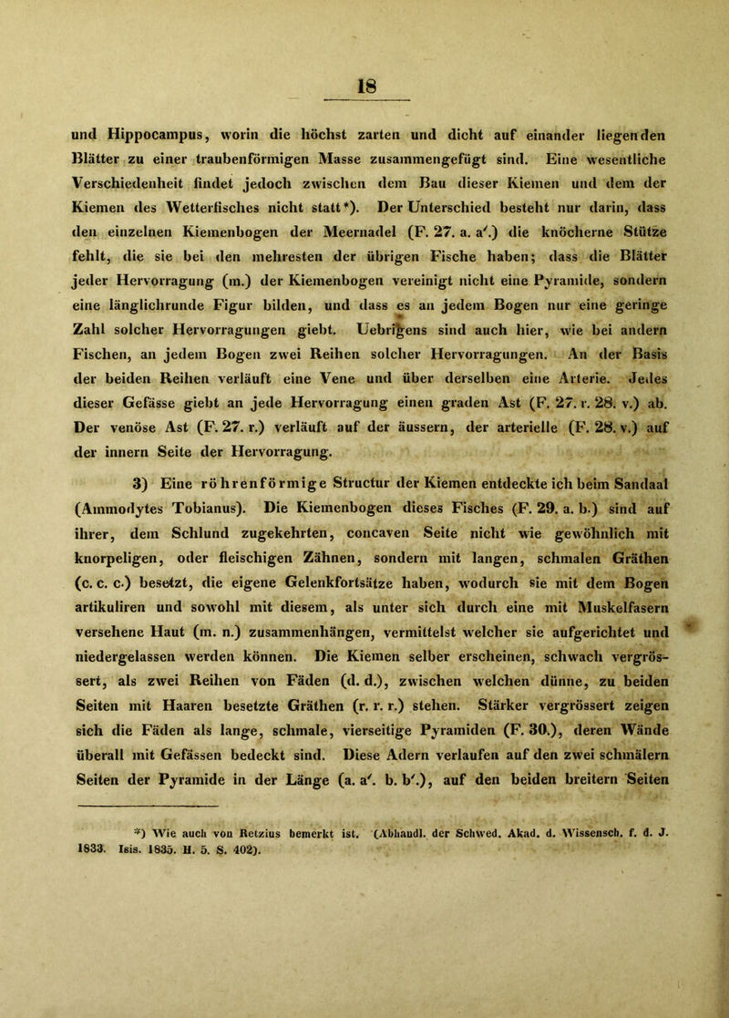 und Hippocampus, worin die höchst zarten und dicht auf einander liegenden Blätter zu einer traubenförmigen Masse zusainmengefügt sind. Eine wesentliche Verschiedenheit findet jedoch zwischen dem Bau dieser Kiemen und dem der Kiemen des Wetterfisches nicht statt*). Der Unterschied besteht nur darin, dass den einzelnen Kiemenbogen der Meernadel (F. 27. a. a''.) die knöcherne Stütze fehlt, die sie bei den mehresten der übrigen Fische haben; dass die Blätter jeder Hervorragung (m.) der Kiemenbogen vereinigt nicht eine Pyramide, sondern eine länglichrunde Figur bilden, und dass es an jedem Bogen nur eine geringe Zahl solcher Hervorragungen giebt. Uebri^ens sind auch hier, wie bei andern Fischen, an jedem Bogen zwei Reihen solcher Hervorragungen. An der Basis der beiden Reihen verläuft eine Vene und über derselben eine Arterie. Jedes dieser Gefässe giebt an jede Hervorragung einen graden Ast (F. 27. r. 28. v.) ab. Der venöse Ast (F. 27. r.) verläuft auf der äussern, der arterielle (F. 28. v.) auf der Innern Seite der Hervorragung. 3) Eine röhrenförmige Structur der Kiemen entdeckte ich beim Sandaal (Ammodytes Tobianus). Die Kiemenbogen dieses Fisches (F. 29. a. b.) sind auf ihrer, dem Schlund zugekehrten, concaven Seite nicht wie gewöhnlich mit knorpeligen, oder fleischigen Zähnen, sondern mit langen, schmalen Gräthen (c. c. c*) besetzt, die eigene Gelenkfortsätze haben, w'odurch sie mit dem Bogen artikuliren und sowohl mit diesem, als unter sich durch eine mit Muskelfasern versehene Haut (m. n.) Zusammenhängen, vermittelst welcher sie aufgerichtet und niedergelassen werden können. Die Kiemen selber erscheinen, schwach vergrös- sert, als zwei Reihen von Fäden (d. d.), zwischen welchen dünne, zu beiden Seiten mit Haaren besetzte Gräthen (r. r. r.) stehen. Stärker vergrössert zeigen sich die Fäden als lange, schmale, vierseitige Pyramiden (F. 39.), deren Wände überall mit Gefässen bedeckt sind. Diese Adern verlaufen auf den zwei schmälern Seiten der Pyramide in der Länge (a. a^ b. b^.), auf den beiden breitem Seiten *) Wie auch von Retzius bemerkt ist. CAblnandl. der Schwed. Akad. d. Wisseiisch. f. d. J. 1833. Isis. 1835. H. 5. S. 402).