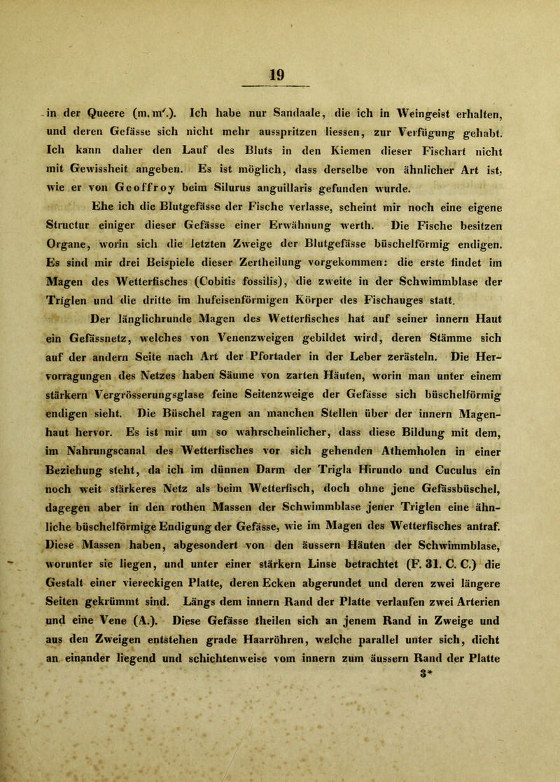 -in der Queere (ni.m'.). Ich habe nur Sandaale, die ich in Weingeist erhalten, und deren Gefässe sich nicht mehr ausspritzen Hessen, zur Verfügung gehabt. Ich kann daher den Lauf des Bluts in den Kiemen dieser Fischart nicht mit Gewissheit angeben. Es ist möglich, dass derselbe von ähnlicher Art ist, wie er von Geoffroy beim Silurus anguillaris gefunden wurde. Ehe ich die Blutgefässe der Fische verlasse, scheint mir noch eine eigene Structur einiger dieser Gefässe einer Erwähnung werth. Die Fische besitzen Organe, worin sich die letzten Zweige der Blutgefässe büschelförmig endigen. Es sind mir drei Beispiele dieser Zertheilung vorgekommen: die erste findet im Magen des Wetterfisches (Cobitis fossilis), die zweite in der Schwimmblase der Triglen und die dritte im hufeisenförmigen Körper des Fischauges statt. Der länglichrunde Magen des Wetterfisches hat auf seiner innern Haut ein Gefassnetz, welches von Venenzweigen gebildet wird, deren Stämme sich auf der andern Seite nach Art der Pfortader in der Leber zerästeln. Die Her- vorragungen des Netzes haben Säume von zarten Häuten, worin man unter einem stärkern Vergrösserungsglase feine Seitenzw'eige der Gefässe sich büschelförmig endigen sieht. Die Büschel ragen an manchen Stellen über der innern Magen- haut hervor. Es ist mir um so wahrscheinlicher, dass diese Bildung mit dem, im Nahrungscanal des Wetterfisches vor sich gehenden Athemholen in einer Beziehung steht, da ich im dünnen Darm der Trigla Hirundo und Cuculus ein noch weit stärkeres Netz als beim Wetterfisch, doch ohne jene Gefassbüschel, dagegen aber in den rothen Massen der Schwimmblase jener Triglen eine ähn- liche büschelförmige Endigung der Gefässe, wie im Magen des Wetterfisches antraf. Diese Massen haben, abgesondert von den äussern Häuten der Schwimmblase, worunter sie liegen, und unter einer stärkern Linse betrachtet (F. 31. C. C.) die Gestalt einer viereckigen Platte, deren Ecken abgerundet und deren zwei längere Seiten gekrümmt sind. Längs dem innern Rand der Platte verlaufen zwei Arterien und eine Vene (A.). Diese Gefässe theilen sich an jenem Rand in Zweige und aus den Zweigen entstehen grade Haarröhren, welche parallel unter sich, dicht an einander liegend und schichtenweise vom innern zum äussern Rand der Platte 3*