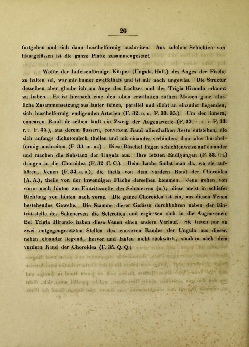 fortgehea und sich dann büschelförmig ausbreiten. Aus solchen Schichten von Haargefässen ist die ganze Platte zusammengesetzt. Wofür der hufeisenförmige Körper (Ungula. Hall.) des Auges der Fische zu halten sei, war mir immer zweifelhaft und ist mir noch ungewiss. Die Structur desselben aber glaube ich am Auge des Lachses und der Trigla Hirundo erkannt zu haben. Es ist hiernach eine den oben erwähnten rothen Massen ganz ähn- liche Zusammensetzung aus lauter feinen, parallel und dicht an einander liegenden, sich büschelförmig endigenden Arterien (F. 32. u. u. F. 33. 35.). Um den innern, concaven Rand desselben läuft ein Zweig der Augenarterie (F. 32. r. r. r. F\ 33. r. r. F. 35.), aus derem äussern, convexem Rand allenthalben Aeste entstehen, die sich anfangs dichotomisch theilen und mit einander verbinden, dann aber büschel- förmig ausbreiten (F. 33. m. m.). Diese Büschel liegen schichtenweise auf einander und machen die Substanz der Ungula aus. Ihre letzten Endigungen (F. 33. i. i.) dringen in die Choroidea (F\ 32. C. C.). Beim Lachs findet man da, wo sie auf- hören, Venen (F. 34. a. a.), die theils von dem vordem Rand der Choroidea (A. A.), theils von der inwendigen Fläche derselben kommen. Jene gehen von vorne nach hinten zur Eintrittsstelle des Sehenerven (o.); diese meist in schiefer Richtung von hinten nach vorne. Die ganze Choroidea ist ein, aus diesen Venen bestehendes Gewebe. Die Stämme dieser Gefässe durchbohren neben der Ein- trittsstelle des Sehenerven die Sclerotica und ergiessen sich in die Augenvenen. Bei Trigla Hirundo haben diese Venen einen andern Verlauf. Sie treten nur an zwei entgegengesetzten Stellen des convexen Randes der Ungula aus dieser, neben einander liegend, hervor und laufen nicht rückwärts, sondern nach dem vordem Rand der Choroidea (F. 35. Q. Q.)