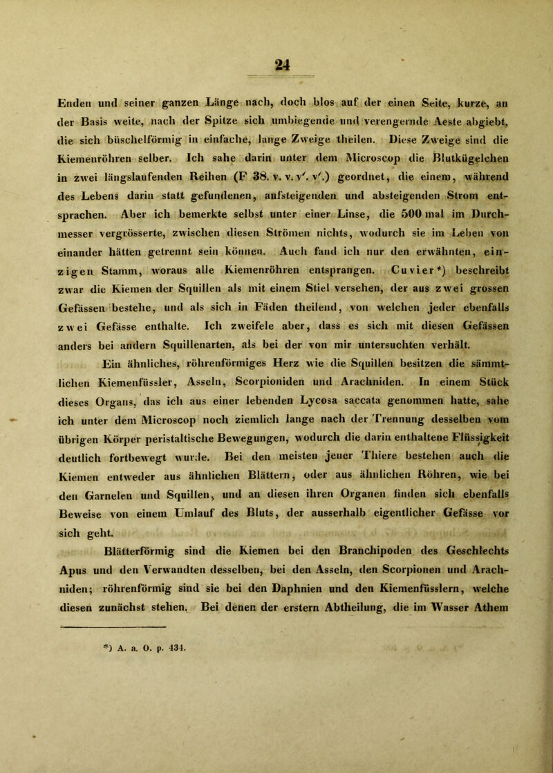 Enden und seiner ganzen Länge nach, doch blos auf der einen Seite, kurze, an der Ba sis weite, nach der Spitze sich umbiegende und verengernde Aeste abgiebt, die sich büschelförmig in einfache, lange Zweige theilen. Diese Zweige sind die Riemenröhren selber. Ich sähe darin unter dem Microscop die Blutkügelchen in zw'ei längslaufenden Reihen (F 38. v. v. v^ v''.) geordnet, die einem, während des Lebens darin statt gefundenen, aufsteigemlen und absteigenden Strom ent^ sprachen. Aber ich bemerkte selbst unter einer Linse, die 500 mal im Durch- messer vergrösserte, zwischen diesen Strömen nichts, wodurch sie im Leben von einander hätten getrennt sein können. Auch fand ich nur den erwähnten, ein- zigen Stamm, woraus alle Kiemenröhren entsprangen. Cu vier*) beschreibt zwar die Kiemen der Squillen als mit einem Stiel versehen, der aus zwei grossen Gefässen bestehe, und als sich in Fäden theilend, von welchen jeder ebenfalls zwei Gefässe enthalte. Ich zweifele aber, dass es sich mit diesen Gefässen anders bei andern Squillenarten, als bei der von mir untersuchten verhält. Ein ähnliches, röhrenförmiges Herz wie die Squillen besitzen die sämmt- lichen Kiemenfüssler, Asseln, Scorpioniden und Arachniden. In einem Stück dieses Organs, das ich aus einer lebenden Lycosa saccata genommen hatte, sähe ich unter dem Microscop noch ziemlich lange nach der Trennung desselben vom übrigen Körper peristaltische Bew egungen, wodurch die darin enthaltene Flüssigkeit deutlich fortbewegt wurde. Bei den meisten jener Thiere bestehen auch die Kiemen entweder aus ähnlichen Blättern, oder aus ähnlichen Röhren, wie bei den Garnelen und Squillen, und an diesen ihren Organen linden sich ebenfalls Beweise von einem Umlauf des Bluts, der ausserhalb eigentlicher Gefässe vor sich geht. Blätterförmig sind die Kiemen bei den Branchipoden des Geschlechts Apus und den Verwandten desselben, bei den Asseln, den Scorpionen und Arach- niden; röhrenförmig sind sie bei den Daphnien und den Kiemenfüsslern, welche diesen zunächst stehen. Bei denen der erstem Abtheilung, die im Wasser Athem A. a. 0. p. 434. l
