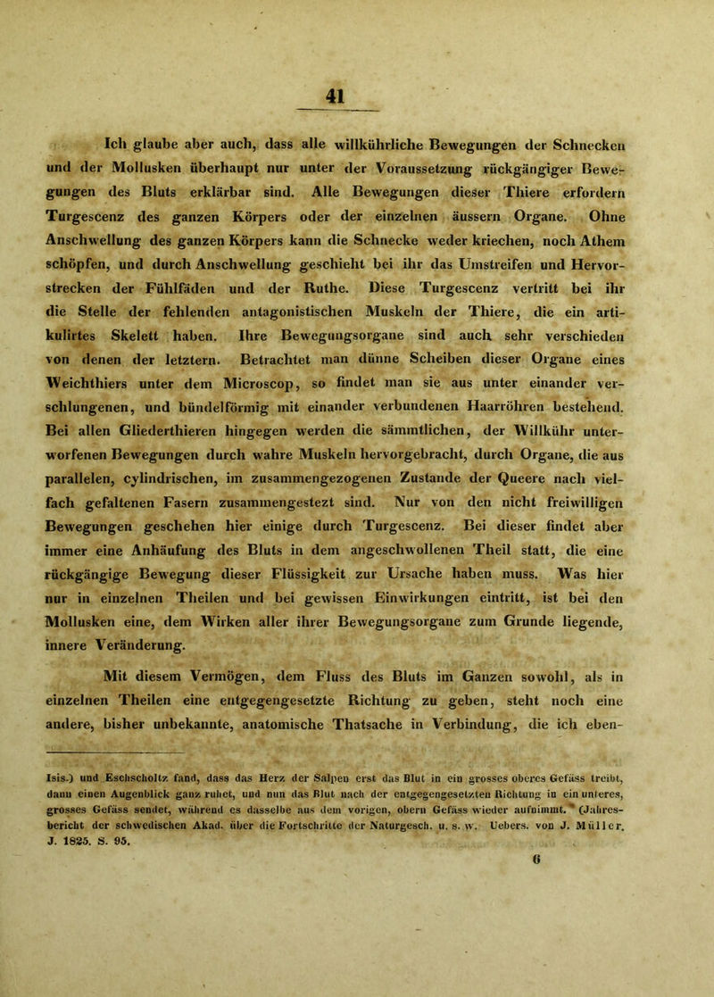Ich glaube aber auch, dass alle willkührliche Bewegungen der Schnecken und der Mollusken überhaupt nur unter der Voraussetzung rückgängiger Bewe- gungen des Bluts erklärbar sind. Alle Bewegungen dieser Thiere erfordern Turgescenz des ganzen Körpers oder der einzelnen äussern Organe. Ohne Anschwellung des ganzen Körpers kann die Schnecke weder kriechen, noch Athem schöpfen, und durch Anschwellung geschieht bei ihr das Umstreifen und Hervor- strecken der Fühlfäden und der Ruthe. Diese Turgescenz vertritt bei ihr die Stelle der fehlenden antagonistischen Muskeln der Thiere, die ein arti- kulirtes Skelett haben. Ihre Bewegungsorgane sind auch sehr verschieden von denen der letztem. Betrachtet man dünne Scheiben dieser Organe eines Weichthiers unter dem Microscop, so findet man sie aus unter einander ver- schlungenen, und bündelförmig mit einander verbundenen Haarröhren bestehend. Bei allen Gliederthieren hingegen w'erden die sämmtlichen, der Willkühr unter- W'orfenen Bewegungen durch wahre Muskeln hervorgebracht, durch Organe, die aus parallelen, cylindrischen, im zusammengezogenen Zustande der Queere nach viel- fach gefaltenen Fasern zusammengestezt sind. Nur von den nicht freiwilligen Bewegungen geschehen hier einige durch Turgescenz. Bei dieser findet aber immer eine Anhäufung des Bluts in dem angeschwollenen Theil statt, die eine rückgängige Bewegung dieser Flüssigkeit zur Ursache haben muss. Was hier nur in einzelnen Theilen und bei gewissen Einwirkungen eintritt, ist bei den Mollusken eine, dem Wirken aller ihrer Bewegungsorgane zum Grunde liegende, innere Veränderung. Mit diesem Vermögen, dem Fluss des Bluts im Ganzen sowohl, als in einzelnen Theilen eine entgegengesetzte Richtung zu geben, steht noch eine andere, bisher unbekannte, anatomische Thatsache in Verbindung, die ich eben- Isis.) und Esclischollz fand, dass das Herz der Salden erst das Blut in ein grosses oberes Gefäss treibt, dann einen Augenblick ganz ruliet, und nun das Blut nach der entgegengesetzten Richtung in ein unteres, grosses Gefäss sendet, während es dasselbe aus dein vorigen, obern Gefäss wieder aufniinint. “ CJahres- bericht der schwedischen Akad. über die Fortschritte der Naturgesch. u. s. w. Uebers. von J. Müller. J. 1825. S. 95. G