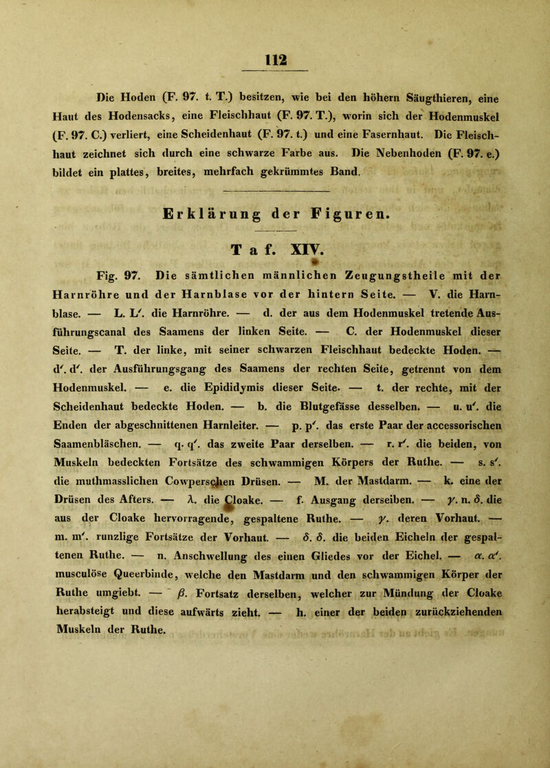Die Hoden (F. 97. f. T.) besitzen, wie bei den hohem Säugthieren, eine Haut des Hodensacks, eine Fleischhaut (F. 97. T.), worin sich der Hodenmuskel (F. 97. C.) verliert, eine Scheidenhaut (F. 97. t.) und eine Fasernhaut. Die Fleisch- haut zeichnet sich durch eine schwarze Farbe aus. Die Nebenhoden (F. 97. e.) bildet ein plattes, breites, mehrfach gekrümmtes Band. Erklärung der Figuren. T a f. XIV. Fig. 97. Die sämtlichen männlichen Zeugungstheile mit der Harnröhre und der Harnblase vor der hintern Seite. — V. die Harn- blase. — L. U. die Harnröhre. — d. der aus dem Hodenmuskel tretende Aus- führungscanal des Saamens der linken Seite. — C. der Hodenmuskel dieser Seite. — T. der linke, mit seiner schwarzen Fleischhaut bedeckte Hoden. — d'. d'. der Ausführungsgang des Saamens der rechten Seite, getrennt von dem Hodenmuskel. — e. die Epididymis dieser Seite» — t. der rechte, mit der Scheidenhaut bedeckte Hoden. — b. die Blutgefässe desselben. — u. u'. die Enden der abgeschnittenen Harnleiter. — p. p'. das erste Paar der accessorischen Saamenbläschen. — q. q'. das zweite Paar derselben. — r. r'. die beiden, von Muskeln bedeckten Fortsätze des schwammigen Körpers der Ruthe. — s. s^ die muthmasslichen Cowpersgjien Drüsen. — M. der Mastdarm. — k. eine der Drüsen des Afters. — die ^loake. — f- Ausgang derseiben. — y. n. d. die aus der Cloake hervorragende, gespaltene Ruthe. — y. deren Vorhaut. — m. m'. runzlige Fortsätze der Vorhaut. — d. d. die beiden Eicheln der gespal- tenen Ruthe. — n. Anschwellung des einen Gliedes vor der Eichel. — ol. af. musculöse Queerbinde, Avelche den Mastdarm und den schwammigen Körper der Ruthe umgiebt. — ' ß. Fortsatz derselben, welcher zur Mündung der Cloake herabsteigt und diese aufwärts zieht. — h. einer der beiden zurückziehenden Muskeln der Ruthe.
