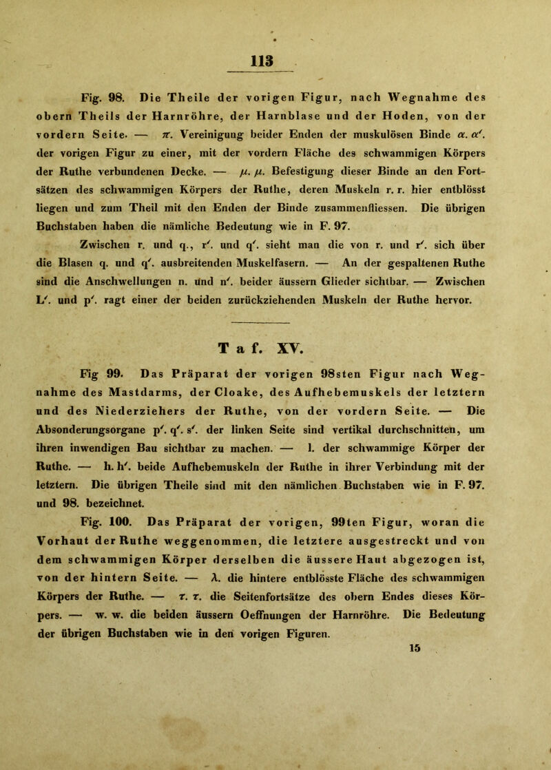 Fig. 98. Die Theile der vorigen Figur, nach Wegnahme des obern Theils der Harnröhre, der Harnblase und der Hoden, von der vordem Seite. — n. Vereinigung beider Enden der muskulösen Binde a.a*. der vorigen Figur zu einer, mit der vordem Fläche des schwammigen Körpers der Ruthe verbundenen Decke. — fx. Befestigung dieser Binde an den Fort- sätzen des schwammigen Körpers der Ruthe, deren Muskeln r. r. hier entblösst liegen und zum Theil mit den Enden der Binde zusammenfliessen. Die übrigen Buchstaben haben die nämliche Bedeutung wie in F. 97. Zwischen r, und q., r'. und sieht man die von r. und r'. sich über die Blasen q. und q'. ausbreitenden Muskelfasern. — An der gespaltenen Ruthe sind die Anschwellungen n. Und n^ beider äussern Glieder sichtbar. — Zwischen \J. und p'. ragt einer der beiden zurückziehenden Muskeln der Ruthe hervor. T a f. XV. Fig 99. Das Präparat der vorigen 98sten Figur nach Weg- nahme des Mastdarms, der Cloake, des Aufhebemuskels der letztem und des Niederziehers der Ruthe, von der vordem Seite. — Die Absonderungsorgane p'. q'. s'. der linken Seite sind vertikal durchschnitten, um ihren inwendigen Bau sichtbar zu machen. — 1. der schwammige Körper der Ruthe. — h. h'. beide Aufhebemuskeln der Ruthe in ihrer Verbindung mit der letztem. Die übrigen Theile sind mit den nämlichen. Buchstaben wie in F. 97. und 98. bezeichnet. Fig. 100. Das Präparat der vorigen, 99ten Figur, woran die Vorhaut der Ruthe weggenommen, die letztere ansgestreckt und von dem schwammigen Körper derselben die äussere Haut abgezogen ist, von der hintern Seite. — A. die hintere entblösste Fläche des schwammigen Körpers der Ruthe. — r. r. die Seitenfortsätze des obern Endes dieses Kör- pers. — w. w. die beiden äussern OefTnungen der Harnröhre. Die Bedeutung der übrigen Buchstaben w'ie in den vorigen Figuren. 15