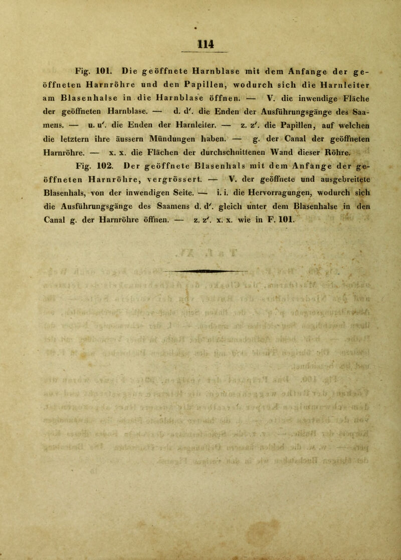 Fig. 101. Die geöffnete Harnblase mit dem Anfänge der ge- öffneten Harnröhre und den Papillen, wodurch sich die Harnleiter am Blasenhalse in die Harnblase öffnen. — V. die inwendige Fläche der geöffneten Harnblase. — d. d'. die Enden der Ausführungsgänge des Saa- mens. — u. u'. die Enden der Harnleiter. — z. die Papillen, auf welchen die letztem ihre äussern Mündungen haben. — g. der Canal der geöffneten Harnröhre. — x. x, die Flächen der durchschnittenen Wand dieser Röhre. Fig. 102. Der geöffnete Blasenhals mit dem Anfänge der ge- öffneten Harnröhre, vergrössert. — V. der geöffnete und ausgebreitete Blasenhals, von der inwendigen Seite. — i. i. die Hervorragungen, wodurch sich die Ausführungsgänge des Saaniens d. d^ gleich unter dem Blasenhalse in den Canal g. der Harnröhre öffnen. — z. z'. x. x. wie in F. 101.