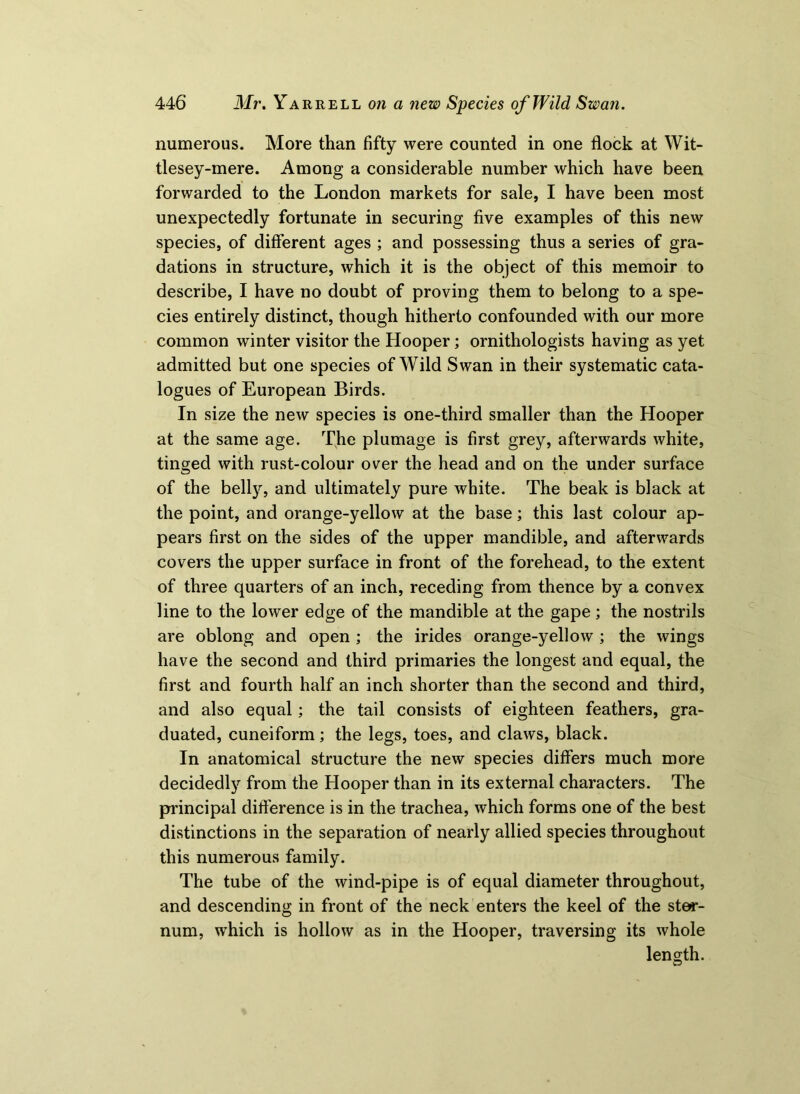 numerous. More than fifty were counted in one flock at Wit- tlesey-mere. Among a considerable number which have been forwarded to the London markets for sale, I have been most unexpectedly fortunate in securing five examples of this new species, of different ages ; and possessing thus a series of gra- dations in structure, which it is the object of this memoir to describe, I have no doubt of proving them to belong to a spe- cies entirely distinct, though hitherto confounded with our more common winter visitor the Hooper; ornithologists having as yet admitted but one species of Wild Swan in their systematic cata- logues of European Birds. In size the new species is one-third smaller than the Hooper at the same age. The plumage is first grey, afterwards white, tinged with rust-colour over the head and on the under surface of the belly, and ultimately pure white. The beak is black at the point, and orange-yellow at the base; this last colour ap- pears first on the sides of the upper mandible, and afterwards covers the upper surface in front of the forehead, to the extent of three quarters of an inch, receding from thence by a convex line to the lower edge of the mandible at the gape; the nostrils are oblong and open ; the irides orange-yellow ; the wings have the second and third primaries the longest and equal, the first and fourth half an inch shorter than the second and third, and also equal; the tail consists of eighteen feathers, gra- duated, cuneiform; the legs, toes, and claws, black. In anatomical structure the new species differs much more decidedly from the Hooper than in its external characters. The principal difference is in the trachea, which forms one of the best distinctions in the separation of nearly allied species throughout this numerous family. The tube of the wind-pipe is of equal diameter throughout, and descending in front of the neck enters the keel of the ster- num, which is hollow as in the Hooper, traversing its whole length.