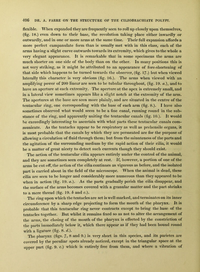 flexible. When expanded they are frequently seen to roll up closely upon themselves, (fig. 18.) even down to their base, the revolution taking place either inwardly or outwardly, and in one or more arms at the same time. Their full expansion affords a more perfect campanulate form than is usually met with in this class, each of the arms having a slight curve outwards towards its extremity, which gives to the whole a very elegant appearance. It is remarkable that in some specimens the arms are much shorter on one side of the body than on the other. In many positions this is not very striking, as it might be attributed to an appearance of fore-shortening of that side which happens to be turned towards the observer, (fig. 17.) but when viewed laterally this character is very obvious (fig. 16.). The arms when viewed with an amplifying power of 200 linear are seen to be tubular throughout, (fig. 19. a.), and to have an aperture at each extremity. The aperture at the apex is extremely small, and in a lateral view sometimes appears like a slight notch at the extremity of the arm. The apertures at the base are seen more plainly, and are situated in the centre of the tentacular ring, one corresponding with the base of each arm (fig. 8.). I have also sometimes observed what would seem to be a fine canal, running round in the sub- stance of the ring, and apparently uniting the tentacular canals (fig. 10.). It would be exceedingly interesting to ascertain with what parts these tentacular canals com- municate. As the tentacles appear to be respiratory as well as prehensile organs, it is most probable that the canals by w'hich they are permeated are for the purpose of allowing a circulation of fluid through them; but from the minuteness of the parts and the agitation of the surrounding medium by the rapid action of their cilia, it would be a matter of great nicety to detect such currents though they should exist. The action of the tentacular cilia appears entirely under the control of the animal, and they are sometimes seen completely at rest. If, however, a portion of one of the arms be cut off, the action of the cilia continues as vigorous as before, and the isolated part is carried about in the field of the microscope. When the animal is dead, these cilia are seen to be longer and considerably more numerous than they appeared to be when in action (fig. 19. a.). As the parts gradually perish the cilia disappear, and the surface of the arms becomes covered with a granular matter and the part shrinks to a mere thread (fig. 19. b and c.). The ring upon which the tentacles are set is well marked, and terminates on its inner circumference by a sharp edge projecting to form the mouth of the pharynx. It is probable that this tentacular ring never contracts except to bring the base of the tentacles together. But whilst it remains fixed so as not to alter the arrangement of the arms, the closing of the mouth of the pharynx is effected by the constriction of the parts immediately below it, which there appear as if they had been bound round with a ligature (fig. 8. d.). The pharynx (figs. 7, 8 and 9.) is very short in this species, and its parietes are covered by the peculiar spots already noticed, except in the triangular space at the upper part (fig. 9. c.) which is entirely free from them, and where a vibration of