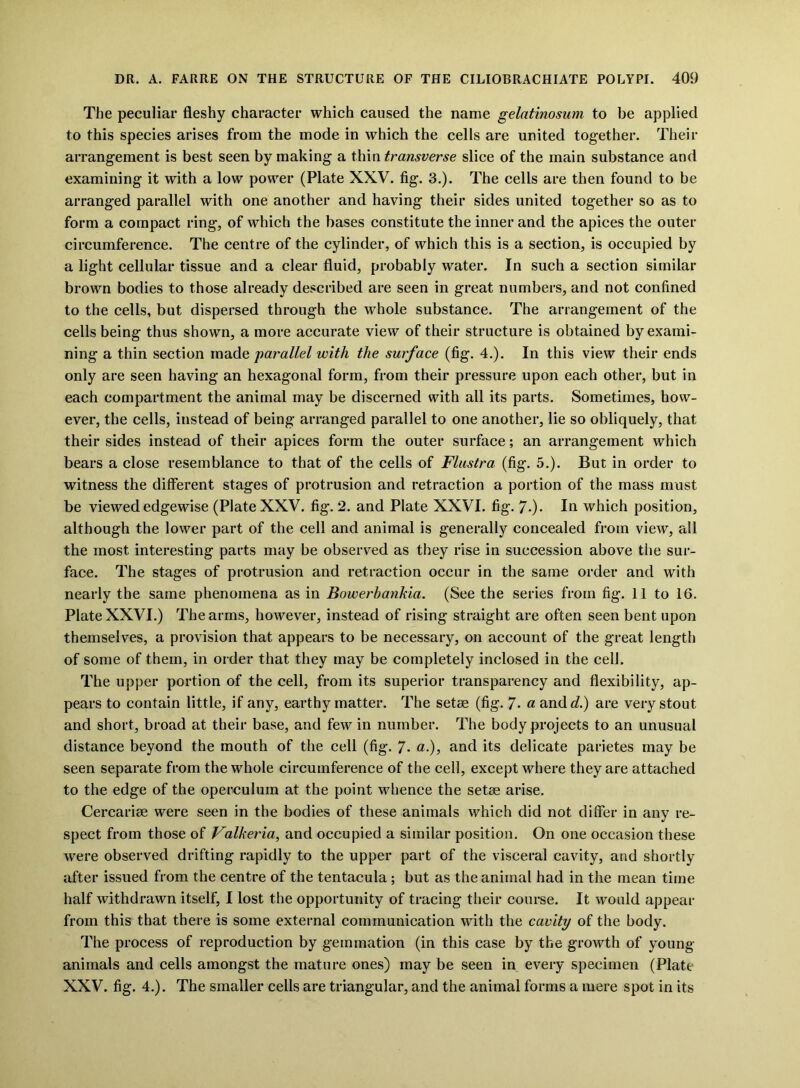 The peculiar fleshy character which caused the name gelatinosum to be applied to this species arises from the mode in which the cells are united together. Their arrangement is best seen by making a thin transverse slice of the main substance and examining it with a low power (Plate XXV. fig. 3.). The cells are then found to be arranged parallel with one another and having their sides united together so as to form a compact ring, of which the bases constitute the inner and the apices the outer circumference. The centre of the cylinder, of which this is a section, is occupied by a light cellular tissue and a clear fluid, probably water. In such a section similar brown bodies to those already described are seen in great numbers, and not confined to the cells, but dispersed through the whole substance. The arrangement of the cells being thus shown, a more accurate view of their structure is obtained by exami- ning a thin section made parallel with the surface (fig. 4.). In this view their ends only are seen having an hexagonal form, from their pressure upon each other, but in each compartment the animal may be discerned with all its parts. Sometimes, how- ever, the cells, instead of being arranged parallel to one another, lie so obliquely, that their sides instead of their apices form the outer surface; an arrangement which bears a close resemblance to that of the cells of Flustra (fig. 5.). But in order to witness the different stages of protrusion and retraction a portion of the mass must be viewed edgewise (Plate XXV. fig. 2. and Plate XXVI. fig. 7-)- In which position, although the lower part of the cell and animal is generally concealed from view, all the most interesting parts may be observed as they rise in succession above the sur- face. The stages of protrusion and retraction occur in the same order and with nearly the same phenomena as in Bowerhankia. (See the series from fig. 11 to 16. Plate XXVI.) The arms, however, instead of rising straight are often seen bent upon themselves, a provision that appears to be necessary, on account of the great length of some of them, in order that they may be completely inclosed in the cell. The upper portion of the cell, from its superior transparency and flexibility, ap- pears to contain little, if any, earthy matter. The setse (fig. 7- « and^.) are very stout and short, broad at their base, and few in number. The body projects to an unusual distance beyond the mouth of the cell (fig. 7- «•)> an(l its delicate parietes may be seen separate from the whole circumference of the cell, except where they are attached to the edge of the operculum at the point whence the setse arise. Cercarise were seen in the bodies of these animals which did not differ in any re- spect from those of Valkeria, and occupied a similar position. On one occasion these were observed drifting rapidly to the upper part of the visceral cavity, and shortly after issued from the centre of the tentacula ; but as the animal had in the mean time half withdrawn itself, I lost the opportunity of tracing their course. It would appear from this that there is some external communication with the cavity of the body. The process of reproduction by gemmation (in this case by the growth of young animals and cells amongst the mature ones) may be seen in every specimen (Plate XXV. fig. 4.). The smaller cells are triangular, and the animal forms a mere spot in its