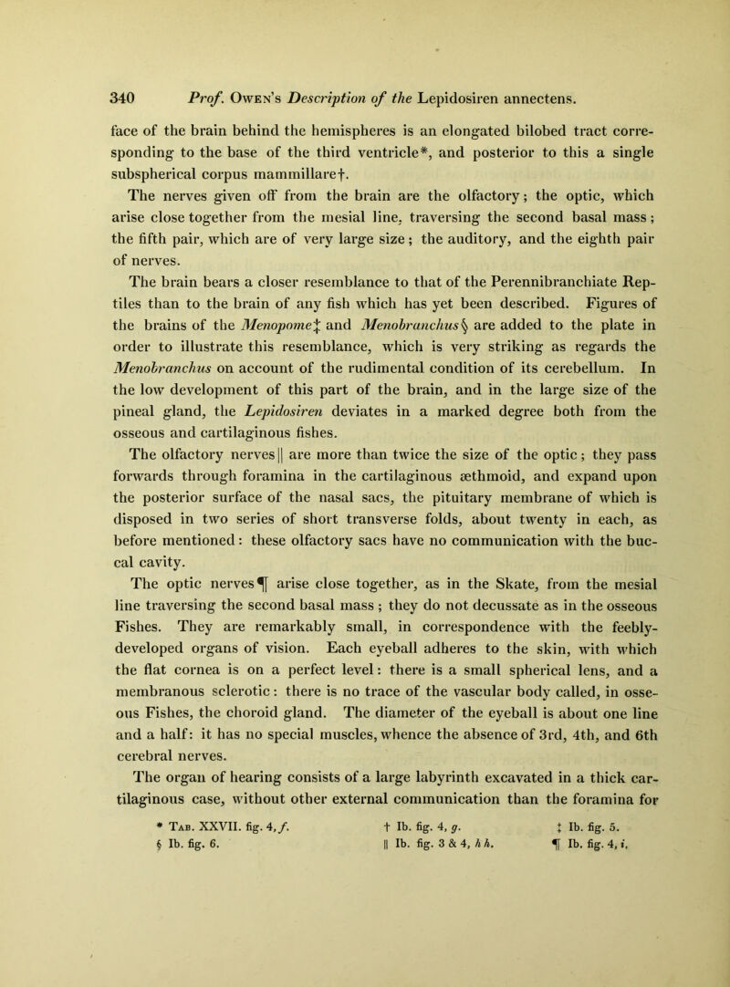 face of the brain behind the hemispheres is an elongated bilobed tract corre- sponding to the base of the third ventricle*, and posterior to this a single subspherical corpus mammillaref. The nerves given off from the brain are the olfactory; the optic, which arise close together from the mesial line, traversing the second basal mass; the fifth pair, which are of very large size; the auditory, and the eighth pair of nerves. The brain bears a closer resemblance to that of the Perennibranchiate Rep- tiles than to the brain of any fish which has yet been described. Figures of the brains of the Menopomef and Menobranchus§ are added to the plate in order to illustrate this resemblance, which is very striking as regards the Menobranchus on account of the rudimental condition of its cerebellum. In the low development of this part of the brain, and in the large size of the pineal gland, the Lepidosiren deviates in a marked degree both from the osseous and cartilaginous fishes. The olfactory nerves|| are more than twice the size of the optic; they pass forwards through foramina in the cartilaginous sethmoid, and expand upon the posterior surface of the nasal sacs, the pituitary membrane of which is disposed in two series of short transverse folds, about twenty in each, as before mentioned: these olfactory sacs have no communication with the buc- cal cavity. The optic nerves arise close together, as in the Skate, from the mesial line traversing the second basal mass ; they do not decussate as in the osseous Fishes. They are remarkably small, in correspondence with the feebly- developed organs of vision. Each eyeball adheres to the skin, with which the flat cornea is on a perfect level: there is a small spherical lens, and a membranous sclerotic: there is no trace of the vascular body called, in osse- ous Fishes, the choroid gland. The diameter of the eyeball is about one line and a half: it has no special muscles, whence the absence of 3rd, 4th, and 6th cerebral nerves. The organ of hearing consists of a large labyrinth excavated in a thick car- tilaginous case, without other external communication than the foramina for * Tab. XXVII. fig. 4,/. § lb. fig. 6. t lb. fig. 4, g. || lb. fig. 3 & 4, h h. J lb. fig. 5. H lb. fig. 4, i.