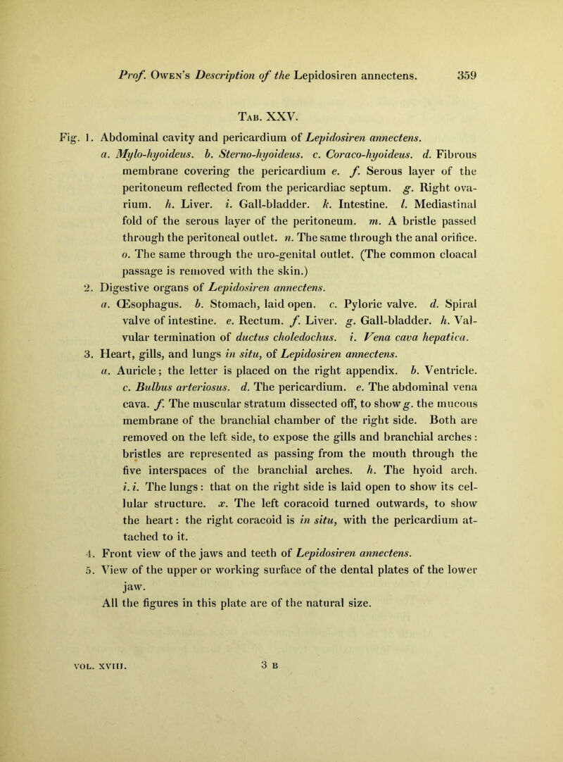 Tab. XXV. Fig-. ]. Abdominal cavity and pericardium of Lepidosiren annectens. a. Mylo-hyoideus. h. Sterno-hyoideus. c. Coraco-hyoideus. d. Fibrous membrane covering1 the pericardium e. f. Serous layer of the peritoneum reflected from the pericardiac septum, g. Right ova- rium. h. Liver, i. Gall-bladder, h. Intestine. /. Mediastinal fold of the serous layer of the peritoneum, m. A bristle passed through the peritoneal outlet, n. The same through the anal orifice, o. The same through the uro-genital outlet. (The common cloacal passage is removed with the skin.) 2. Digestive organs of Lepidosiren annectens. a. (Esophagus, h. Stomach, laid open. c. Pyloric valve, d. Spiral valve of intestine, e. Rectum, f. Liver, g. Gall-bladder, h. Val- vular termination of ductus choledochus. i. Vena cava hepatica. 3. Heart, gills, and lungs in situ, of Lepidosiren annectens. a. Auricle; the letter is placed on the right appendix, h. Ventricle. c. Bulbus arteriosus, d. The pericardium, e. The abdominal vena cava. f. The muscular stratum dissected off, to showg. the mucous membrane of the branchial chamber of the right side. Both are removed on the left side, to expose the gills and branchial arches: bristles are represented as passing from the mouth through the five interspaces of the branchial arches, h. The hyoid arch. i.i. The lungs: that on the right side is laid open to show its cel- lular structure, x. The left coracoid turned outwards, to show the heart: the right coracoid is in situ, with the pericardium at- tached to it. 4. Front view of the jaws and teeth of Lepidosiren annectens. 5. View of the upper or working surface of the dental plates of the lower jaw. All the figures in this plate are of the natural size. 3 B VOL. XVIII.