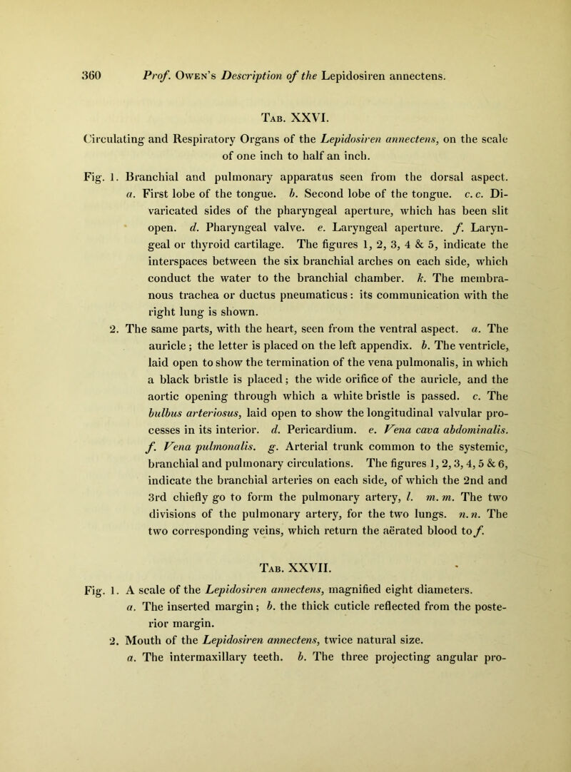 Tab. XXVI. Circulating and Respiratory Organs of the Lepidosiren annectens, on the scale of one inch to half an inch. Fig. 1. Branchial and pulmonary apparatus seen from the dorsal aspect. a. First lobe of the tongue, h. Second lobe of the tongue, c. c. Di- varicated sides of the pharyngeal aperture, which has been slit open. d. Pharyngeal valve, e. Laryngeal aperture, f. Laryn- geal or thyroid cartilage. The figures 1, 2, 3, 4 & 5, indicate the interspaces between the six branchial arches on each side, which conduct the water to the branchial chamber, k. The membra- nous trachea or ductus pneumaticus: its communication with the right lung is shown. 2. The same parts, with the heart, seen from the ventral aspect, a. The auricle ; the letter is placed on the left appendix, b. The ventricle, laid open to show the termination of the vena pulmonalis, in which a black bristle is placed; the wide orifice of the auricle, and the aortic opening through which a white bristle is passed, c. The bulbus arteriosus, laid open to show the longitudinal valvular pro- cesses in its interior, d. Pericardium, e. Vena cava abdominalis. f Vena pulmonalis. g. Arterial trunk common to the systemic, branchial and pulmonary circulations. The figures 1, 2, 3, 4, 5 & 6, indicate the branchial arteries on each side, of which the 2nd and 3rd chiefly go to form the pulmonary artery, l. m. m. The two divisions of the pulmonary artery, for the two lungs, n.n. The two corresponding veins, which return the aerated blood to f Tab. XXVII. Fig. 1. A scale of the Lepidosiren annectens, magnified eight diameters. a. The inserted margin; b. the thick cuticle reflected from the poste- rior margin. 2. Mouth of the Lepidosiren annectens, twice natural size. a. The intermaxillary teeth, b. The three projecting angular pro-