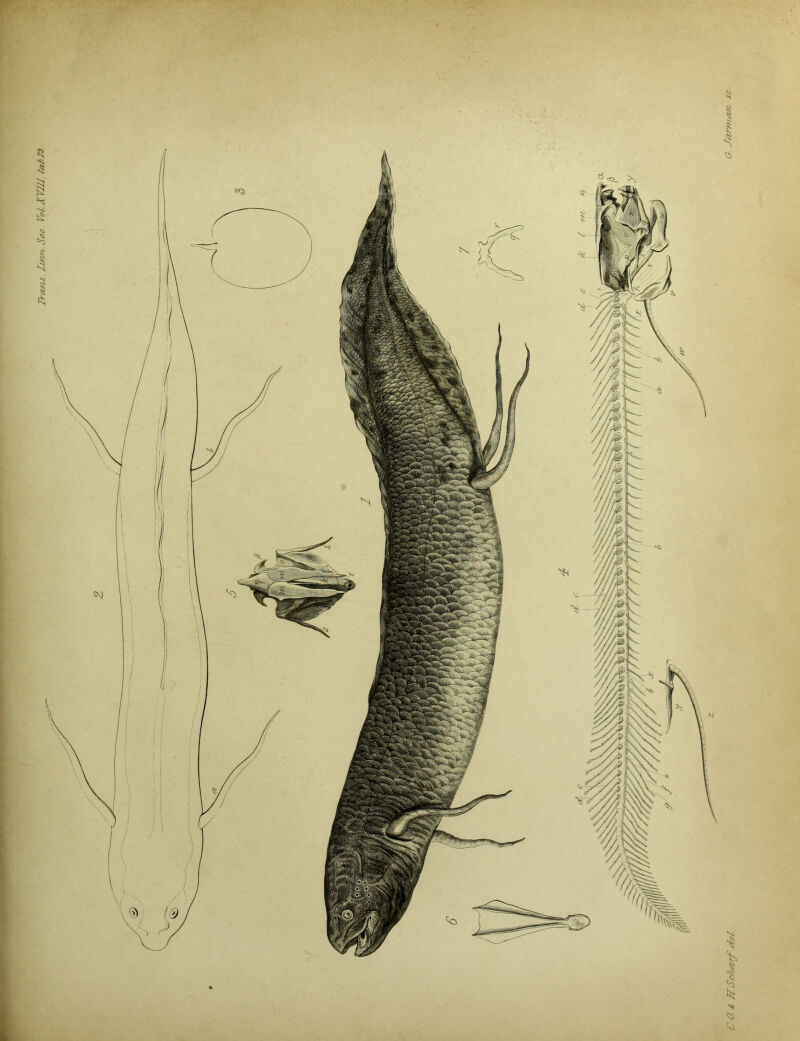 Trans. Linn Sac. Vol.XVlll. taJ>2&