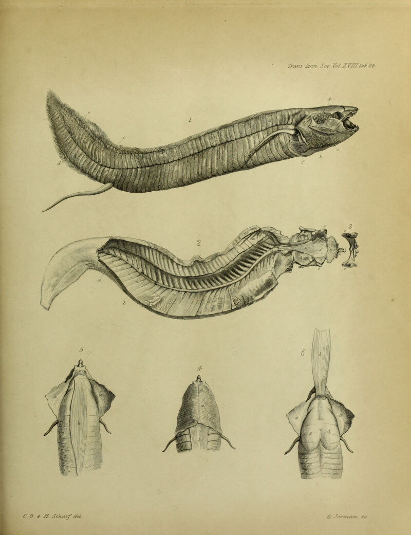 - 3» *»*. O <& TT. Scharf dot 6r *7<*nwj6Wt* sc