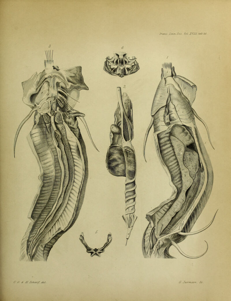 C. 0. £ JH. Scharf. dcL. G Ja.rrria'rt. Sc. §S»te