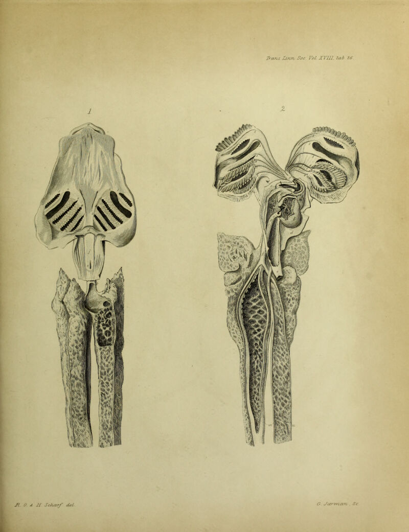 Ji. 0. * H Scharf del,. <? Jar mart. Sc