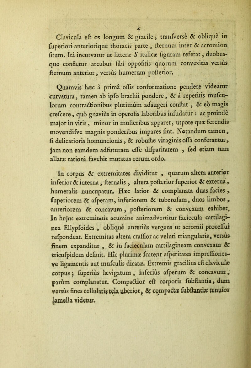 Clavicula eft os longum & gracile, tranfverse & oblique in fuperiori anteriorique thoracis parte , fternum inter & acromion ficum. Ita incurvatur ut Vmerx S italicx figuram referat, duobus- que confletur arcubus fibi oppofitis quorum convexitas versus fternum anterior, versus humerum pofterior. Quamvis hxc a prima oflis conformatione pendere videatur curvatura, tamen ab ipfo brachii pondere, & a repetitis mufcu- lorum contradionibus plurimum adaugeri conftat , & eo magis crelcere» quo gnavius in operofis laboribus infudatur : ac proinde major in viris, minor in mulieribus apparet, utpote quae ferendis movendifve magnis ponderibus impares fint. Notandum tamen, fi delicatioris homuncionis, & robuftae viraginis ofla conferantur > jam non eamdem adfuturam efle difparitatem , fed etiam tum allatae rationi favebit mutatus rerum ordo. In corpus & extremitates dividitur , quarum altera anterior inferior & interna, fternalis , altera pofterior fuperior & externa > humeralis nuncupatur. Haec latior & complanata duas facies > fuperiorem & afperam, inferiorem &c tuberofam, duos limbos , anteriorem & concavum , pofteriorem 3c convexum exhibet. In hujus exLiemitfttis acumine animadvertitur faciecula cartilagi- nea Ellypfoides , oblique anterius vergens ut acromii proceflTui refpondeat. Extremitas altera craflior ac veluti triangularis, versus^ finem expanditur , & in facieculam cartilagineam convexam dc tricufpidem definit. Hic plurimae fcatent afperitates imprefliones- ve ligamentis aut mufculis dicatae. Extremis gracilius eft claviculae corpus j fuperius laevigatum , inferius afperum & concavum, parum complanatur. Compadior eft corporis fubftantia, dum versus fines cellularis (eia uberior, Sc compadae fubftantiac cemiioi lamella videtur.