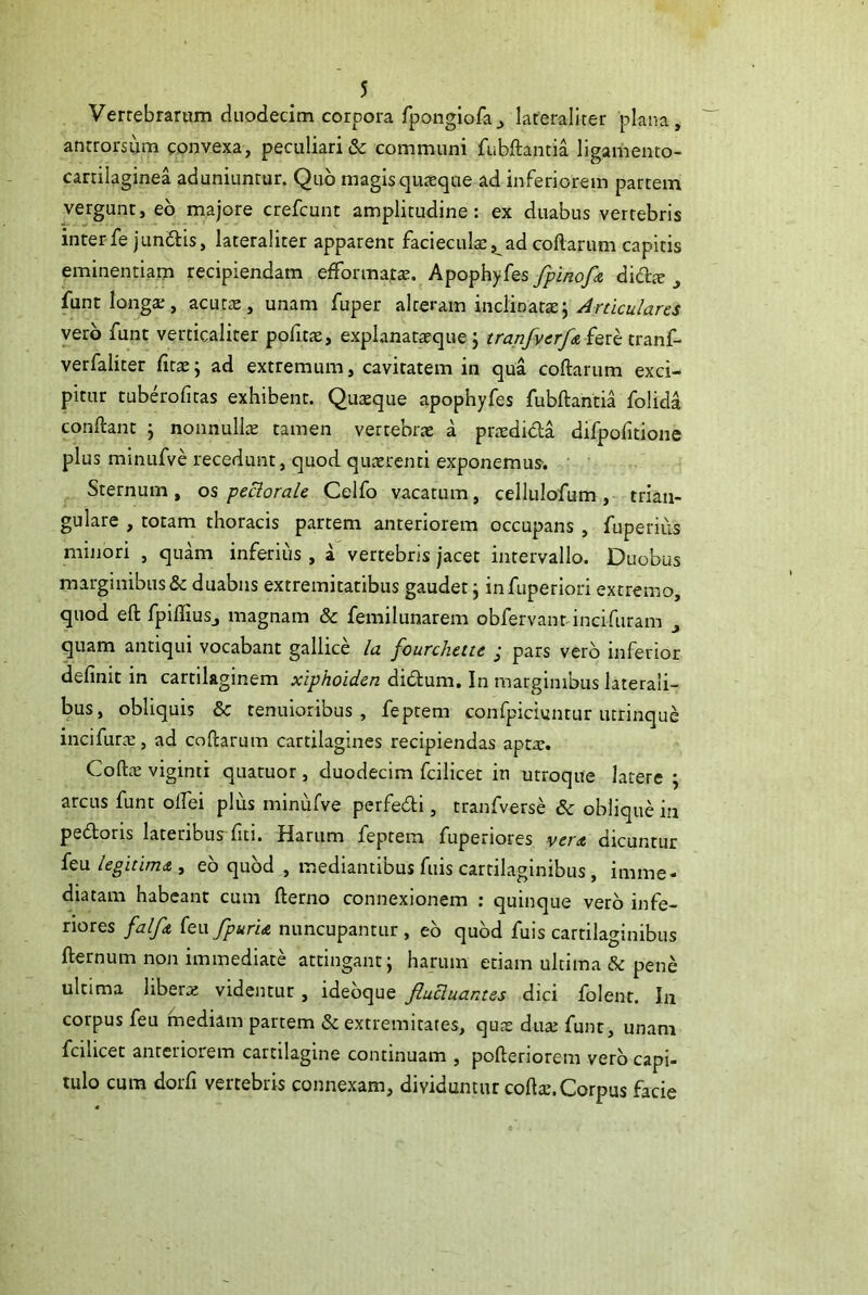 Verrebrarnm duodecim corpora fpongiofa^ laferallter plana, anrrorsiim convexa, peculiari & communi fubftantia ligamento- carrilaginea aduniunrur. Quo magis qucxque ad inferiorem partem vergunt, eo majore crefcunt amplitudine: ex duabus vertebris interfe jundtis, lateraliter apparent faciecuk^^ad coftarum capitis eminentiam recipiendam efFormafae. Apophyfes fpinofs, didje ^ funt longa;, acutx, unam fuper Articulares vero funt verticaliter pofit^e, explanataeque; tranfverf& fere tranf- verfaliter firae; ad extremum, cavitatem in qua coftarum exci- pitur tubdofitas exhibent. Quaeque apophyfes fubftantia folida conftant j nonnulk tamen vertebrae a prtedida difpofitione plus minufve recedunt, quod quaerenti exponemus. Sternum , os pectorale Celfo vacatum, cellulofum , trian- gulare , totam thoracis partem anteriorem occupans , fuperiiis minori , quam inferius, a vertebris jacet intervallo. Duobus marginibus & duabus extremitatibus gaudet; infuperiori extremo, quod eft fpiffiuSj magnam & femilunarem obfervanrdncifuram , quam antiqui vocabant gallice Iu j^ourchette , pars vero inferior definit in cartilaginem xiphoiden didum. In marginibus laterali- bus, obliquis & tenuioribus, feptem confpiciuntur utrinque incifutc-e, ad coftarum cartilagines recipiendas apta;. Cofta; viginti quatuor, duodecim fcilicet in utroque latere \ arcus funt oflei plus minufve perfedi, tranfverse & oblique in pedoris lateribus^fiti. Harum feptem fuperiores ver<t dicuntur U\xlegitim<&y eb quod , mediantibus fuis cartilaginibus, imme- diatam habeant cum fterno connexionem ; quinque vero infe- riores falf<t (Qwfpuru nuncupantur, eb qubd fuis cartilaginibus fternum non immediate attingant; harum etiam ultima & pene ultima liberae videntur , idebque fluctuantes dici folent. In corpus feu mediam partem & extremitates, quae dute funt, unam fcilicet anteriorem cartilagine continuam , pofteriorem verb capi- tulo cum dorfi vertebris connexam, dividuntur coft®.Corpus facie