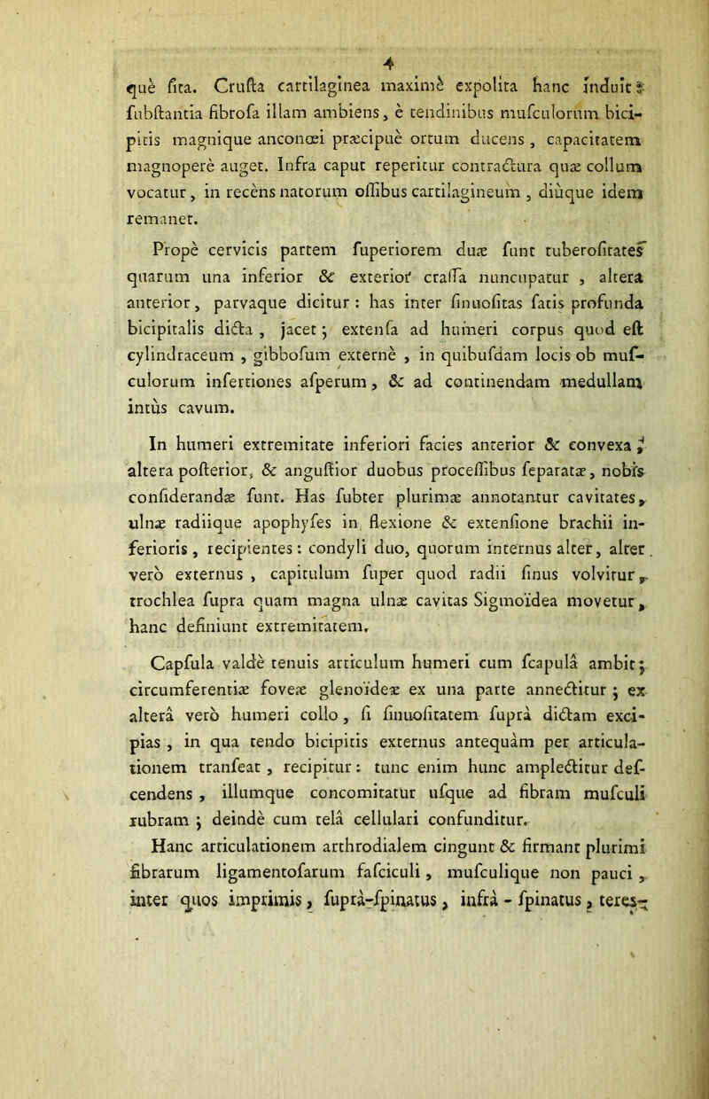 <jue fita. Crufta cartilaginea maximi expolita hanc mduIcJ fabftantia fibrofa illam ambiens, e tendinibns mufculorum bici- pitis magnique anconcei ptcccipue ortum ducens , capacitatem magnopere auget. Infra caput repetitur contradtura qute collum vocatur, in recens natorum offibus cartilagineuin , diuque idem remanet. Prope cervicis partem fuperiorem duae funt tuberofitater quarum una inferior & exterior crada nuncupatur , altera anterior, parvaque dicitur: has inter finuofitas fatis profunda bicipitalis ditfla , jacet; extenfa ad humeri corpus quod eft cylindraceum , gibbofum externe , in quibufdam lotis ob muf- culorum infertiones afperum, dc ad continendam medullam intus cavum. In humeri extremitate inferiori facies anterior 5c convexa i altera pofterior, & angulfior duobus proceflTibus feparatae, nobf» confiderandae funt. Has fubter plurimae annotantur cavitates, ulnae radiique apophyfes in flexione & extenfione brachii in- ferioris , recipientes: condyli duo, quorum internus alter, alrer vero externus , capitulum fuper quod radii finus volvitur,- trochlea fupra quam magna ulna: cavitas Sigmoidea movetur , hanc definiunt extremitatem, Capfula valde tenuis articulum humeri cum fcapula ambit j circumferentite fove.x glenoideae ex una parte anneftitur j ex altera vero humeri collo, fi finuofitatem fupra didlam exci- pias , in qua tendo bicipitis externus antequam per articula- tionem tranfeat , recipitur: tunc enim hunc ampleditur def- cendens , illumque concomitatur ufque ad fibram mufculi rubram j deinde cum tela cellulari confunditur. Hanc articulationem arthrodialem cingunt & firmant plurimi fibrarum ligamentofarum fafciculi, mufculique non pauci , inter q^uos imprimis, fupra-fpinatus, infra - fpinatus, teres-