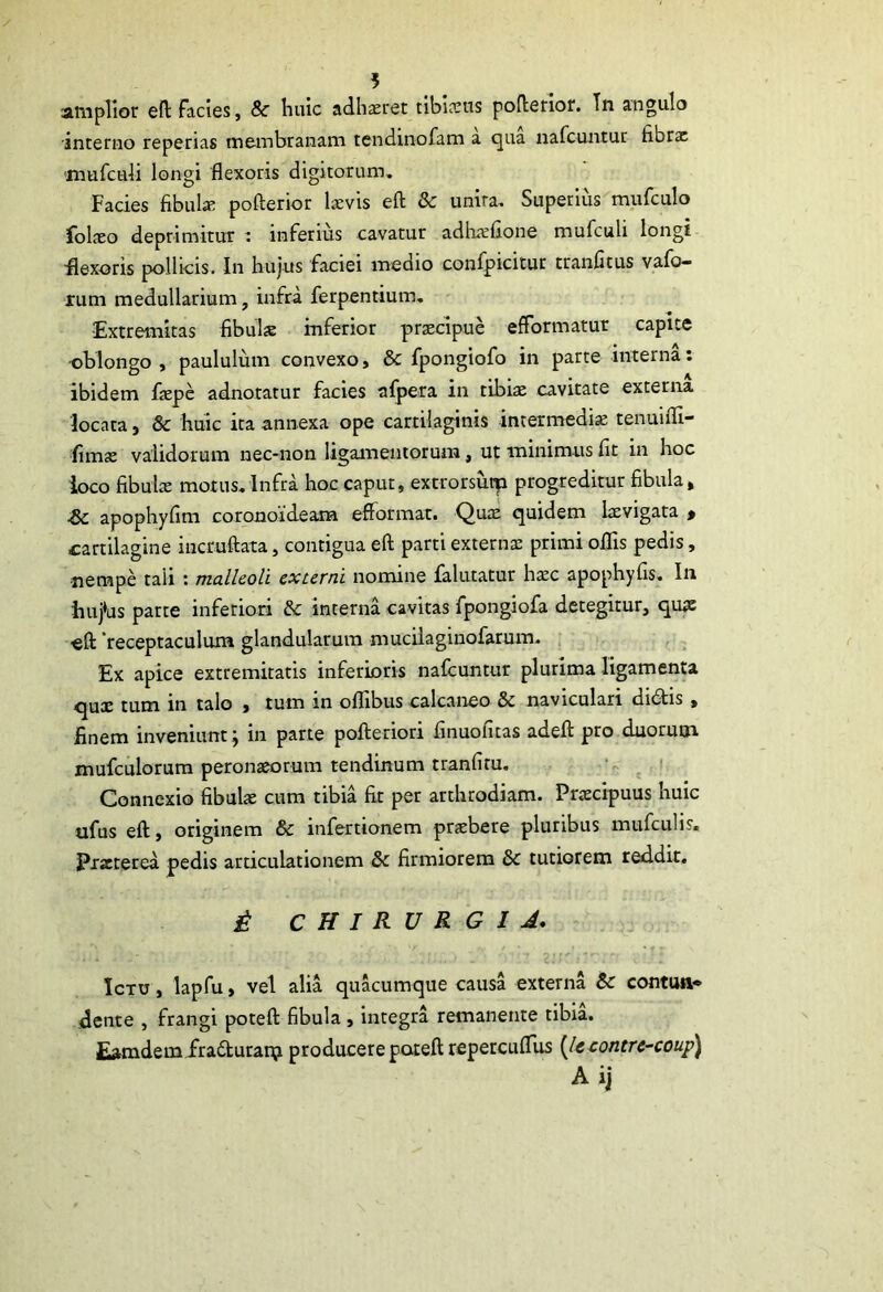 amplior efl: facies, 8c huic adhazret tibiccus pofterior. Tn angulo 'interno reperias membranam tendinofam a qua nafcuntur fibrae TOufculi longi flexoris digitorum. Facies fibula; pofterior laevis eft & unita. Superius mufculo folaeo deprimituT t inferius cavatur adhicfione mufculi longi flexoris pollicis. In hujus faciei medio confpicitur tranfitus vafo- rum medullarium, infra ferpentium, ■Extremitas fibulse inferior praecipue efformatur capite •oblongo, paululum convexo, & fpongiofo in parte interna: ibidem faepe adnotatur facies afpera in tibiae cavitate externa locata, & huic ita annexa ope cartilaginis intermedi* tenuifli- fimae validorum nec*non ligamentorum, ut minimus fit in hoc loco fibulae motus,Infra hoc caput, extrorsuip progreditur fibula, & apophyfim coronoideam efformar. Quae quidem laevigata , cartilagine incruftata, contigua eft parti externae primi olfis pedis, nempe tali : malleoli externi nomine falutatur haec apophyfis. In huj*us parte inferiora & interna cavitas fpongiofa detegitur, quae ■eft receptaculum glandularum muciiaginofarum, , , . Ex apice extremitatis inferioris nafcuntur plurima ligamenta qux tum in talo , tum in olfibus calcaneo & naviculari di61is, finem inveniunt j in parte pofteriori finuofitas adeft pro duorum mufculorura peronaeorum tendinum tranfitu. ‘n . ! Connexio fibula cum tibia fit per arthrodiam. Praecipuus huic ufus eft, originem & infertionem praebere pluribus mufculis. Pxzterea pedis articulationem & firmiorem & tutiorem reddit, i. CHIRURGIA* Ictu , lapfu, vel alia qukumque causa externa & contua* dente , frangi poteft fibula, integra remanente tibia. Eamdem fradturanji producere poteft repetculTus [Ittontrc-couf^ A ij