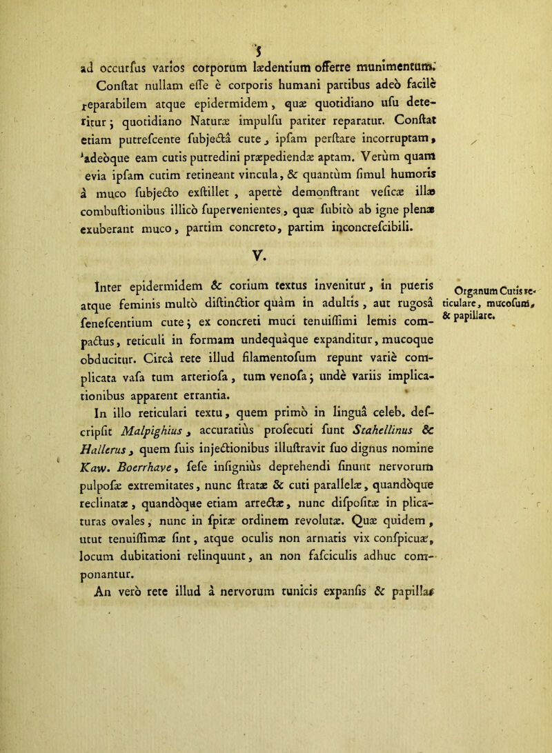 ad occurfus varios corporum laedentium offerre munimentum.' Conftat nullam ede e corporis humani partibus adeo facile reparabilem atque epidermidem, quae quotidiano ufu dete- ritur } quotidiano Naturae impulfu pariter reparatur. Conftat etiam putrefeente fubje&a cute., ipfam perftare incorruptam, iadeoque eam cutis putredini praepedienda; aptam. Verum quam evia ipfam cutim retineant vincula, & quantum fimul humoris a muco fubjedo exftillet , aperte demonftrant veftc® illas combuftionibus illico fupervenientes, qua; fubito ab igne plenae exuberant muco, partim concreto, partim inconcrefcibili. V. Inter epidermidem & corium textus invenitur, in pueris atque feminis multo diftindior quam in adultis, aut rugosa fenefeentium cutej ex concreti muci tenuiflimi lemis com- padus, reticuli in formam undequaque expanditur, mucoque obducitur. Circa rete illud filamentofum repunt varie com- plicata vafa tum arteriofa, tum venofa j unde variis implica- tionibus apparent errantia. In illo reticulari textu, quem primo in lingua celeb. def- cripfit Malpighius, accuratius profecuti funt Stahellinus 8c Hallcrus , quem fuis injedionibus illuftravit fuo dignus nomine Kaw. Boerrhave, fefe infignius deprehendi finunt nervorum pulpofte extremitates, nunc ftratae & cuti parallela, quandoque reclinatae, quandoque etiam arre&ae, nunc difpofitae in plica- turas ovales, nunc in fpirae ordinem revolutae. Quae quidem , utut tenuiflimx fint, atque oculis non armatis vix confpicu^, locum dubitationi relinquunt, an non fafciculis adhuc com- ponantur. An vero rete illud a nervorum tunicis expanfis & papilla*' Organum Cutis re- ticulare* mucofum* & papillare.