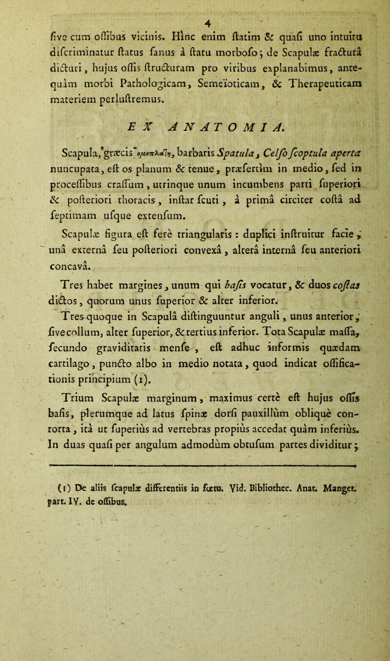 five cum offibus vicinis. Hinc enim ftatim & quafi uno intuitu difcriminatur ftatus fanus a ftatu morbofoj de Scapulat fradiurll di&uri, hujus ollis ftru&uram pro viribus explanabimus, ante- quim morbi Pathologicam, Semeibticam, & Therapeuticam materiem perluftremus. EX ANATOMI A. Scapula/graecis'®^*»?»?, barbaris Spatula t Celfo fcoptula aperta nuncupata, eft os planum & tenue, praefertkn in medio, fed in proceftibus craftum, ucrinque unum incumbens parti fuperiori & pofteriori thoracis , inftar fcuti , a prima circiter cofta ad feptimam ufque extenfum. Scapulae figura eft fere triangularis : duplici inftruitur facie ; una externa feu pofteriori convexa , altera interna feu anteriori concava. Tres habet margines j unum qui bajls vocatur, & duoscoflas di&os, quorum unus fuperior & alter inferior. Tres quoque in Scapula diftinguuntur anguli, unus anterior; fivecollum, alter fuperior, & tertius inferior. TotaScapulre mafta, fecundo graviditatis menfe , eft adhuc informis quaedam cartilago, pundto albo in medio notata, quod indicat olfifica- tionis principium (i). Trium Scapulae marginum , maximus certe eft hujus olfis bafis, plerumque ad latus fpinae dorfi pauxillum oblique con- torta , ita ut fuperius ad vertebras propius accedat quam inferius. In duas quafi per angulum admodum obtufum partes dividitur j (0 De aliis fcapulx differentiis in foeto, Yid. Bibliothcc. Anat. Manget.