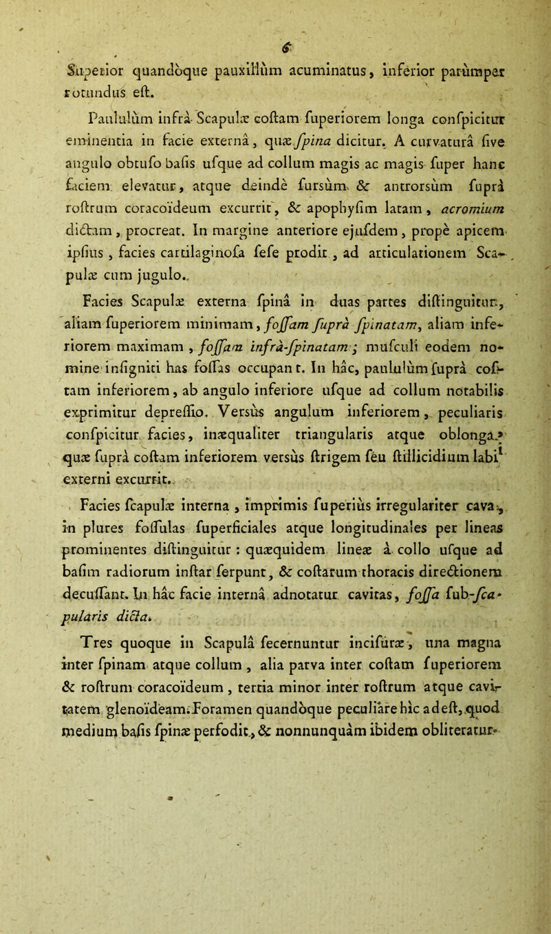 Superior quandoque pauxillum acuminatus, inferior parumper rotundus eft,. Paululum infra Scapulae coftam fuperiorem longa confpicitur eminentia in facie externa, quae fpina dicitur. A curvatura live angulo obtufo bafis ufque ad collum magis ac magis fuper hanc faciem elevatur, atque deinde fursum. & antrorsum fupra roftrum coracoideum excurrit', & apophyfim latam , acromium diftam , procreat. In margine anteriore ejufdem , prope apicem ipfius, facies cartilaginofa fefe prodir , ad articulationem Sca-* . pulte cum jugulo.. Facies Scapula; externa fpina in duas partes diftinguitur., aliam fuperiorem minimam, foffam fupra fpinatam, aliam infe- riorem maximam , foffam infra-fpinatam ; mufculi eodem no- mine inligniti has fodas occupant. In hac, paululum fupra cof- tam interiorem, ab angulo inferiore nfque ad collum notabilis exprimitur depreflio. Versus angulum inferiorem, peculiaris confpicitur facies, inaequaliter triangularis atque oblonga.» quae fupra coftam inferiorem versus ftrigem feu ftillicidimn labi1 externi excurrit. Facies fcapulae interna , imprimis fuperius irregulariter cavay in plures fodulas fuperficiales atque longitudinales per lineas prominentes diftinguitur: quaequidem linea; a collo ufque ad bafim radiorum inftar ferpunt, & coftarum thoracis dire&ionem decuftant. In hac facie interna adnotatur cavitas, fojfa fub-fca- pularis dicia, Tres quoque in Scapula fecernuntur incifurae , una magna inter fpinam atque collum , alia parva inter coftam fuperiorem & roftrum coracoideum , tertia minor inter roftrum atque cavir tetem glenoideamiForamen quandoque peculiare hic adeft,quod medium bads fpina; perfodit >& nonnunquam ibidem obii teratur*