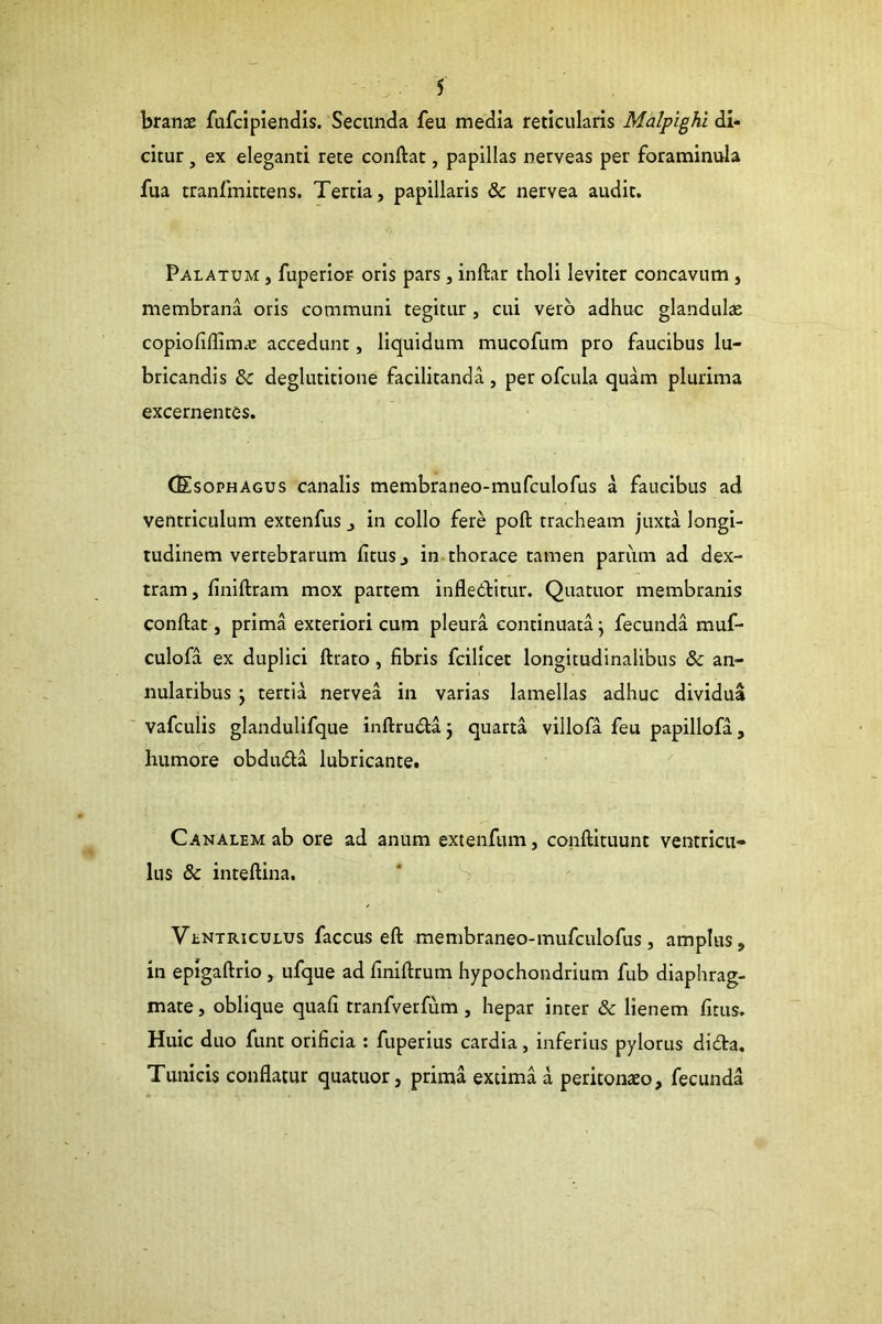 branae fafcipiendis. Secunda feu media reticularis Malpighl di- citur , ex eleganti rete conftat, papillas nerveas per foraminula fua tranfmittens. Tertia, papillaris & nervea audit. Palatum , fuperlor oris pars, inftar tholi leviter concavum , membrana oris communi tegitur, cui vero adhuc glandulae copiofifllmae accedunt, liquidum mucofum pro faucibus lu- bricandis & deglutitione facilitanda , per ofcula quam plurima excernentes. CEsophagus canalis membraneo-mufculofus a faucibus ad ventriculum extenfus , in collo fere poft tracheam juxta longi- tudinem vertebrarum ficus j in thorace tamen pariim ad dex- tram, finiftram mox partem infleelitur. Quatuor membranis conftat, prima exteriori cum pleura continuata j fecunda muf- culofa ex duplici ftrato, fibris fcillcet longitudinalibus & an- nularibus j tertia nervea in varias lamellas adhuc dividua vafculis glandulifque inftrudlaj quarta villofa feu papillofa, humore obdudla lubricante. Canalem ab ore ad anum extenfum, conftituunt ventricu- lus & inteftina. Ventriculus faccus eft membraneo-mufculofus, amplus, in epigaftrio, ufque ad finiftrum hypochondrium fub diaphrag- mate , oblique quafi tranfvetfum , hepar inter & lienem fitus. Huic duo funt orificia : fuperius cardia, inferius pylorus dida. Tunicis conflatur quatuor, prima extima a peritonaeo, fecunda