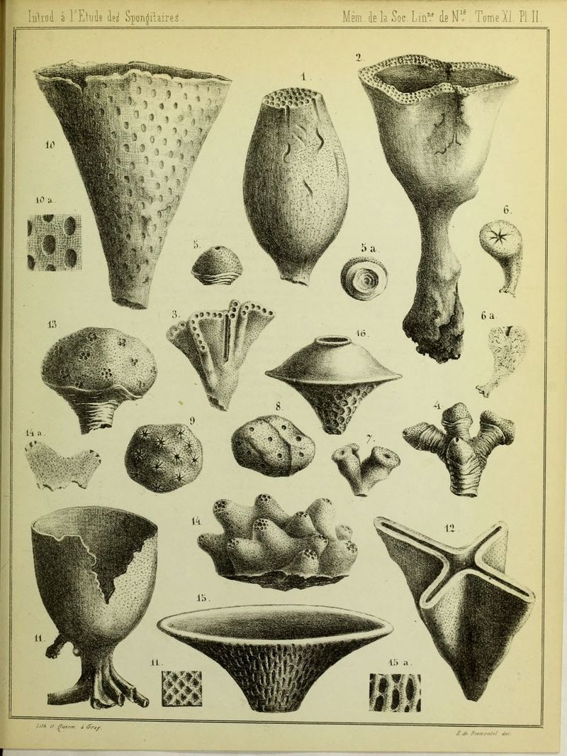 IilUoi a 1 Elude de^ Spon^ihire^ Mèm de la Soc. Lin^l' de Nlf. Tome Xi PI II. I