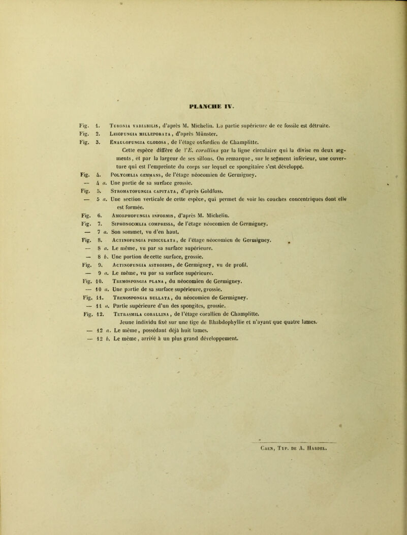 PLAIVCUE IV. 1. Turoma VARiABiLis, d’aprts M. Michelin. La partie supérieure de ce fossile est détruite. 2. Leiofungia milleporata, d’après Miinster. 3. Enaulofungia globosa , de l’étage oxfordien de Champlitte. Cette espèce diffère de !’£. corallina par la ligne circulaire qui la divise en deux seg- ments, et par la largeur de ses sillons. On remarque, sur le segment inférieur, une ouver- ture qui est l’empreinte du corps sur lequel ce spongitaire s’est développé. 4. Polycqelia gemmans, de l’étage néocomien de Germigney. 4 Cl. Une partie de sa surface grossie. 5. Stromatopungia capitata, d’après Goldfuss. 5 Cl, Une section verticale de cette espèce, qui permet de voir les couches concentriques dont elle est formée. 6. AMORPHOFüNGtA iNFORMis, d’api'ès M. Michelin. 7. SipiiONOCOELiA COMPRESSA, dc l’étage néocomien de Germigney. 7 a. Son sommet, vu d’en haut. 8. Actinofungia pediculata, de l’étage néocomien de Germigney. , 8 a. Le même, vu par sa surface supérieure. 8 b. Une portion de cette surface, grossie. 9. Actinofungia astroides, de Germigney, vu de profd. 9 rt. Le même, vu par sa surface supérieure. 10. Tbemospongia plana, du néocomien de Germigney. 10 a. Une partie de sa surface supérieure, grossie. 11. Tremospongia bullata, du néocomien de Germigney. 11 U. Partie supérieure d’un des spongites, grossie. 12. Tetrasmila corallina , de l’étage corallien de Champlitte. Jeune individu fixé sur une tige de Rhabdophyllie et n’ayant que quatre lames. 12 a. Le même, possédant déjà huit lames. 12 b. Le même, arrivé à un plus grand développemenL Caen, Tvp. de A. Maiidel.