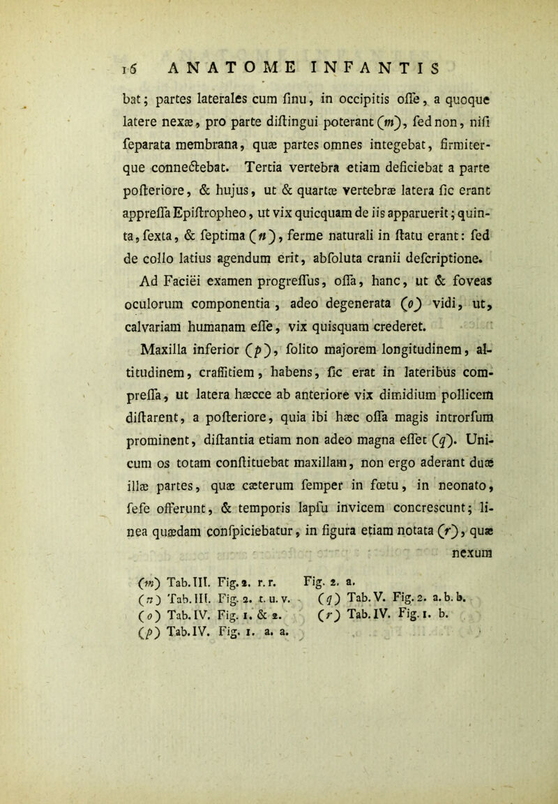 bat; partes laterales cum finu, in occipitis ofTe, a quoque latere nexas, pro parte diftingui poterant (m), fednon, nili feparata membrana, quas partes omnes integebat, firmiter- que connedlebat. Tertia vertebra etiam deficiebat a parte pofteriore, & hujus, ut & quartos vertebras latera lic erant appreffa Epiftropheo, ut vix quicquam de iis apparuerit; quin- ta, fexta, & feptima («), ferme naturali in flatu erant: fed de collo latius agendum erit, abfoluta cranii defcriptione. Ad Faciei examen progrefTus, offa, hanc, ut & foveas oculorum componentia , adeo degenerata Qo) vidi, ut, calvariam humanam effe, vix quisquam crederet. Maxilla inferior (/>)’ Folico majorem longitudinem, al- titudinem, craffitiem, habens, fle erat in lateribus com- preffa, ut latera hascce ab anteriore vix dimidium pollicem diflarent, a pofteriore, quia ibi haec offa magis introrfum prominent, diftantia etiam non adeo magna effet (q~). Uni- cum os totam conftituebat maxillam, non ergo aderant duas illae partes, quas caeterum femper in foetu, in neonato, fefe offerunt, & temporis lapfu invicem concrescunt; li- nea quaedam confpiciebatur, in figura etiam notata (V), quae nexum (jrn) Tab. III. Fig. a. r. r. Fig. 2. a. (,7) Tab. 111. Fig. 2. t. u. v. (tf) Tab.V. Fig. 2. a.b. b. o) Tab. IV. Fig. 1. & 2. CO Tab. IV. Fig.i. b. (/>) Tab. IV. Fig. 1. a. a.