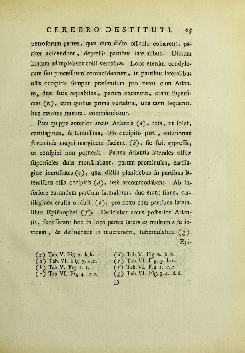 petroforum partes, quae cum dicio officulo cohaerent, pa- riter adfcendunt, depreffis partibus lateralibus. Didium hiatum adimplebant colli vertebrae. Loco etenim condylo- rum feu procefllium coronoideorum, in partibus lateralibus offis occipitis femper praefentium pro nexu cum Atlan- te, duae fatis aequabiles, parum excavatae, erant fuperfi- cies (z), cum quibus prima vertebra, una cum fequenti- bus maxime mutata, committebatur. r Pars quippe anterior arcus Atlantis (a), tota, ut folet, cartilaginea, & tenuiffiraa, offis occipitis parti, anteriorem foraminis magni marginem facienti (&), fic fuit appretia, ut confpici non potuerit. Partes Atlantis laterales olfeae fuperficies duas monflrabant, parum prominulas, cartila- gine incrutlatas (V), quae didlis planitiebus in partibus la- teralibus offis occipitis ('d), fefe accommodabant. Ab in- feriore earundem partium lateralium, duo erant Unus, car- tilaginea crufta obdudli (e), pro nexu cum partibus latera- libus Epiftrophei (/). Deficiebat arcus poflerior Atlan- tis, fecefferant hoc in loco partes laterales multum a fe in- vicem , & detinebant in mucronem, tuberculatum (g). O) Tab.V. Fig. 2. k.k. Tab. VI. Fig 3.4.3. (&) Tab.V. Fig. 1. t. (c) Tab. VI. Fig. 4. b.c. (4?) Tab.V. Fig. 2. k.k. (<?) Tab.VI. Fig. 3. b.c. (/_) Tab. VI. Fig. 1. e. e. (g) Tab. VI. Fig. 3. 4. d.d. D