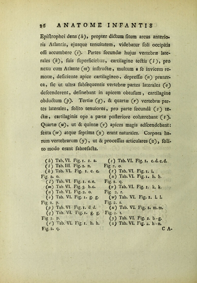 Epiftrophei dens (h), propter di&um fitutn arcus anterio- ris Atlantis, ejusque tenuitatem, videbatur foli occipitis offi accumbere (i). Partes fecundas hujus vertebrae late- rales (T), fuis fuperficiebus, cartilagine te&is (/), Pro nexu cum Atlante (ni) inftru&as, multum a fe invicem re- motae, deficiente apice cartilagineo, depreflas (n) praster- ea, fic ut ultra fubfequentis vertebras partes laterales (o) defcenderent, definebant in apicem obtufum, cartilagine obdu&um (p). Tertiae (q), & quartae (r) vertebrae par- tes laterales, folito tenuiores, pro parte fecunda (s) te- 6tae, cartilaginis ope a parte pofteriore cohaerebant (i). Quartae («), ut & quintae (V) apices magis adfcendebant: fexta (w) atque feptima (x) erant naturales. Corpora ha- rum vertebrarum (y), ut & proceflfus articulares (z), foli- to modo erant fabrefa&a. w Tab.VI. Fig. i. 2. a. (0 Tab.VI. : Fig. I. c.d • c. d. co Tab. III. Fig. 2. n. Fig 2. o. (*) Tab. VI. Fig. i . c. c. (0 Tab. VI. Fig. i. i. Fig. 2. o. («) Tab.VI. Fig. i. h. h. CO Tab.VI, Fig. i. e. e. Fig. 2. q- 0») Tab VI. Fig 3- b.c. (0 Tab. VI. Fig. i. k. k. (n) Tab. VI. Fig. 2. 0. Fig 2. , r. - (0 Tab. VI. Fig. i. g* g- (O Tab. VI. Fig. i . 1. 1. Fig 2. P- Fig. 2. s. (P) Tab.VI Fig-I- d d. (*) Tab. VI. Fig. i. . m. m. (0 Tab. VI. Fig.i. g- g- Fig. 2. t. Fig 2. P- (O Tab. VI. Fig. 2. b- g- (0 ^ab. VI. Fig.i. h. h. (*) Tab. VI. Fig. 2. h- n. Fig. 2. q- C .