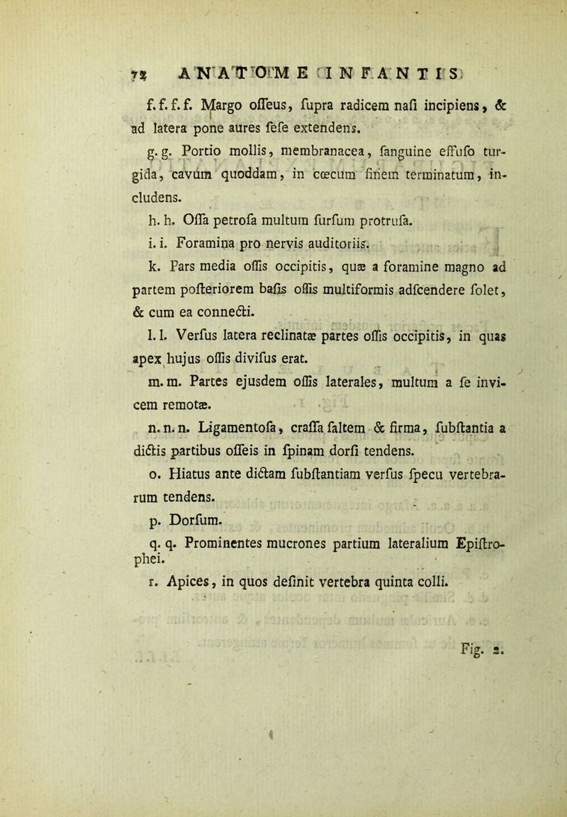 / 7% A N A T OrM E : I N F A N T I S f. f. f.f. Margo ofleus, fupra radicem nafi incipiens, & ad latera pone aures fefe extendens. g. g. Portio mollis, membranacea, fanguine effufo tur- gida, cavum quoddam, in c oecum finem terminatum, in- cludens. t i- , t ■ .' „ h. h. OfiTa petrofa multum furfum protrufa. i. i. Foramina pro nervis auditoriis. k. Pars media offis occipitis, qute a foramine magno ad partem pofteriorem bafls offis multiformis adfcendere folet, & cum ea conne&i. l. 1. Verfus latera reclinatae partes offis occipitis, in quas apex hujus offis divifus erat. m. m. Partes ejusdem offis laterales, multum a fe invi- cem remotae. n. n. n. Ligamentofa, crafifa faltem & firma, fubftantia a didis partibus offeis in Ipinam dorfi tendens. o. Hiatus ante didam fubftantiam verfus fpecu vertebra- rum tendens. p. Dorfum. q. q. Prominentes mucrones partium lateralium Epiflro- phei. r. Apices, in quos definit vertebra quinta colli. Fig. s.