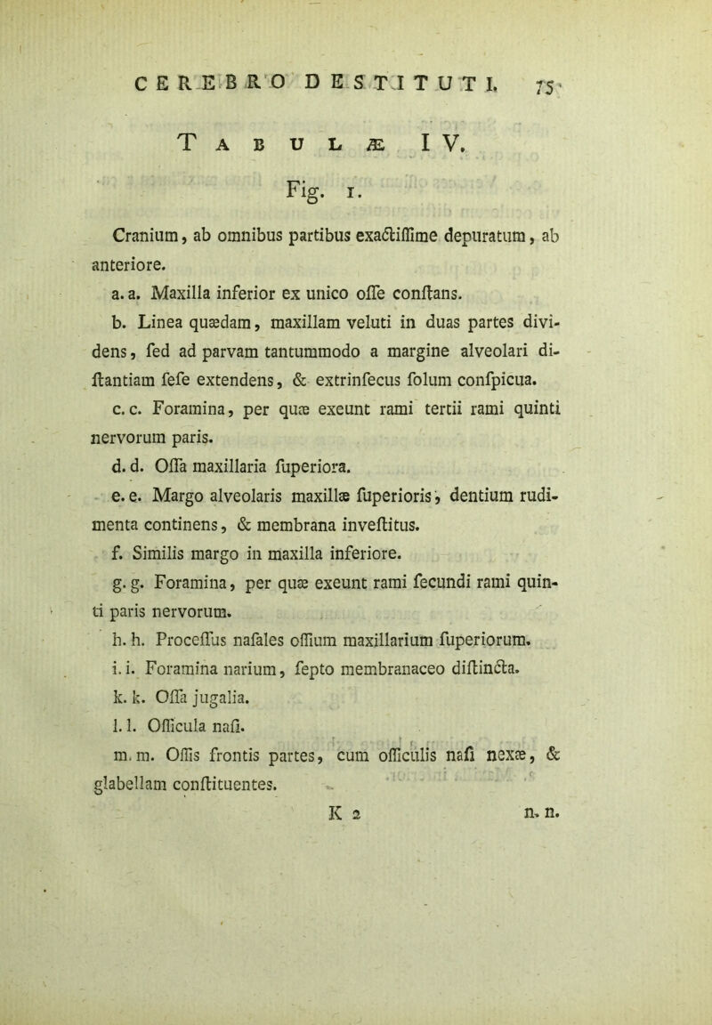 Tabula IV, Fig. i. Cranium, ab omnibus partibus exa&iflime depuratum, ab anteriore. a. a. Maxilla inferior ex unico offe conflans. b. Linea quasdam, maxillam veluti in duas partes divi- dens , fed ad parvam tantummodo a margine alveolari di- ftantiam fefe extendens, & extrinfecus folum confpicua. c. c. Foramina, per quas exeunt rami tertii rami quinti nervorum paris. d. d. Offa maxillaria fuperiora. e. e. Margo alveolaris maxillse fuperioris, dentium rudi- menta continens, & membrana inveftitus. f. Similis margo in maxilla inferiore. g. g. Foramina, per quas exeunt rami fecundi rami quin- ti paris nervorum. h. h. Proceffus nafales offium maxillarium fuperiorum. i. i. Foramina narium, fepto membranaceo diftincla. k. k. Offa jugalia. l. 1. Officula nafi. f m. m. Ollis frontis partes, cum officulis nafi nexas, & glabellam conftituentes. K 2 n. n.
