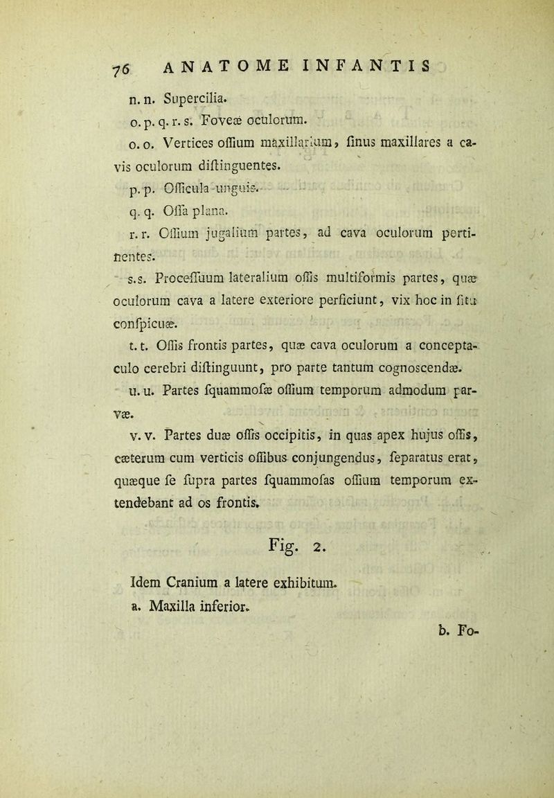 n. n. Supercilia. o. p. q. r. s. Foveae oculorum. o. o. Vertices offium maxillarium? finus maxillares a ca- s , vis oculorum difiinguentes. p. p. Cflicula -unguis. q. q. Olla plana. r. r. Offium jugalium partes, ad cava oculorum perti- nentes. s. s. Proceffiuum lateralium offis multiformis partes, qua? oculorum cava a latere exteriore perficiunt, vix hoc in fitu confpicuae. 1.1. Offis frontis partes, quae cava oculorum a concepta- culo cerebri diftinguunt, pro parte tantum cognoscendae. tt. u. Partes fquammofae offium temporum admodum par- vae. v. v. Partes duae offis occipitis, in quas apex hujus offis, caeterum cum verticis offibus conjungendus, feparatus erat, quaeque fe fupra partes fquammofas offium temporum ex- tendebant ad os frontis» Fig. 2. Idem Cranium a latere exhibitum. a. Maxilla inferior. b. Fo-
