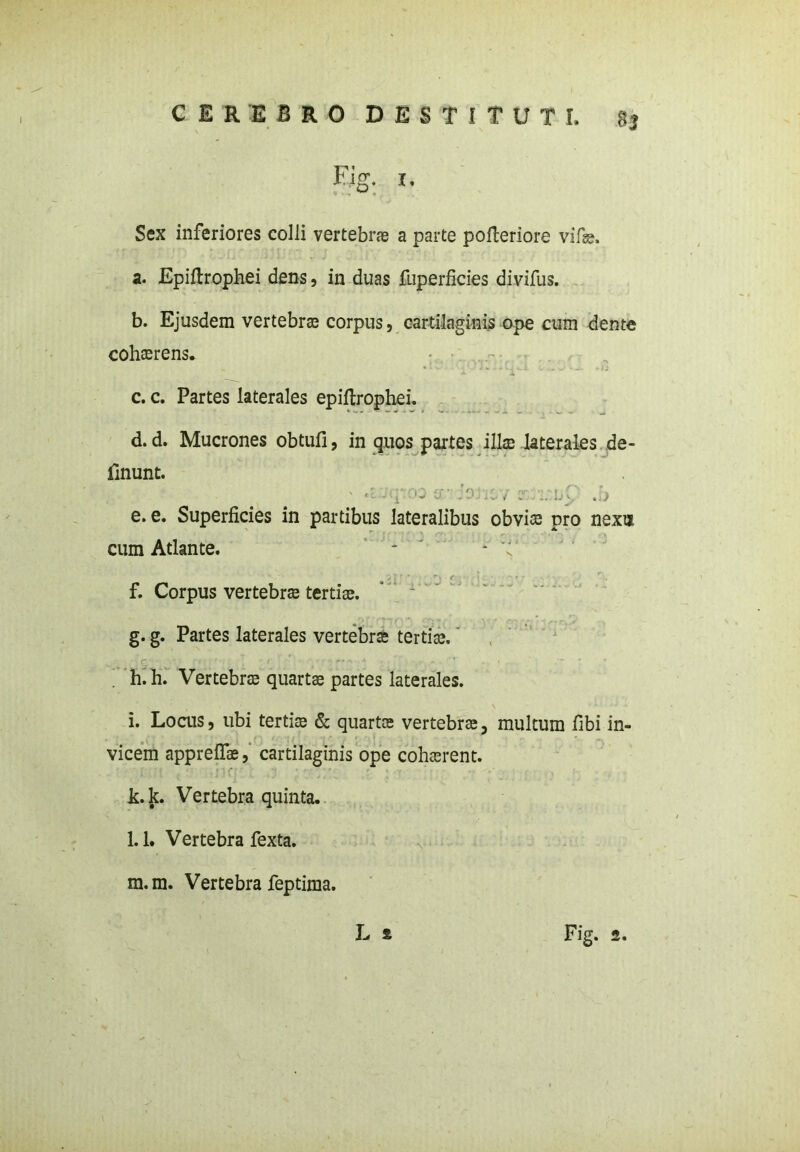 Ejg. i. Sex inferiores colli vertebras a parte pofteriore vi fas. a. Epiftrophei dens, in duas fuperficies divifus. b. Ejusdem vertebras corpus, cartilaginis ope cum dente cohaerens. c. c. Partes laterales epiftrophei. d. d. Mucrones obtufi, in quos partes illae laterales de- linunt. ' - -i - o is: nC .b e. e. Superficies in partibus lateralibus obvis pro nexu cum Atlante. - * t y j r • **)■(■ : : - » - r. f. Corpus vertebrae tertias. * ' g. g. Partes laterales vertebra tertias. h. h. Vertebrae quartae partes laterales. i. Locus, ubi tertiae & quartas vertebrae, multum fibi in- vicem apprelfae, cartilaginis ope cohaerent. k. k. Vertebra quinta. l. 1. Vertebra fexta. m. m. Vertebra feptima.