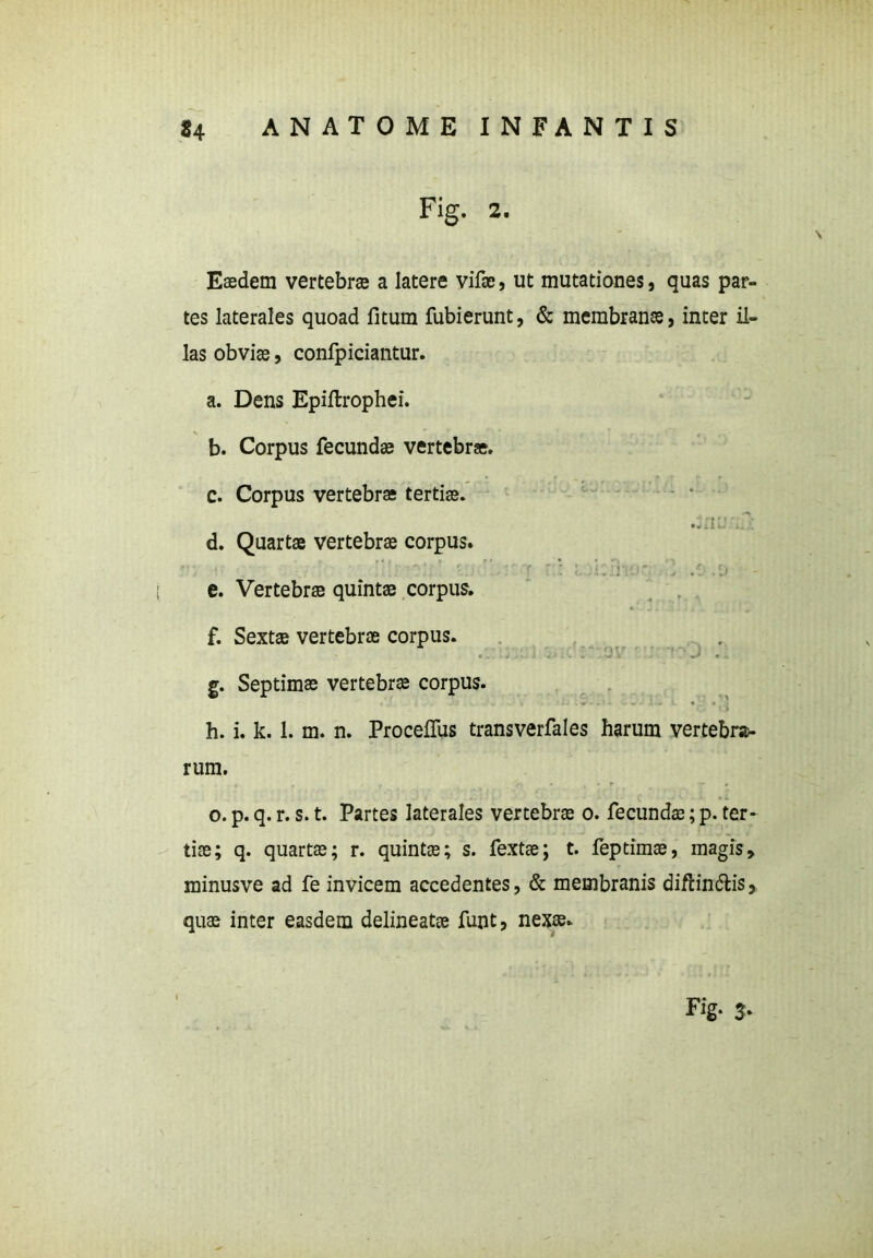 Fig. 2. Eaedem vertebra a latere vifa, ut mutationes, quas par- tes laterales quoad litum fubierunt, & membranae, inter il- las obvia, confpiciantur. a. Dens Epillrophei. b. Corpus fecunda vertebra. c. Corpus vertebra tertia. •3nu d. Quarta vertebra corpus. e. Vertebra quinta corpus. f. Sexta vertebra corpus. g. Septima vertebra corpus. h. i. k. 1. m. n. ProcelTus transverfales harum vertebra- rum. o. p. q. r. s. t. Partes laterales vertebra o. fecunda; p. ter- tia; q. quarta; r. quinta; s. fexta; t. feptima, magis, minusve ad fe invicem accedentes, & membranis diflin&is, qua inter easdem delineata funt, nexa.