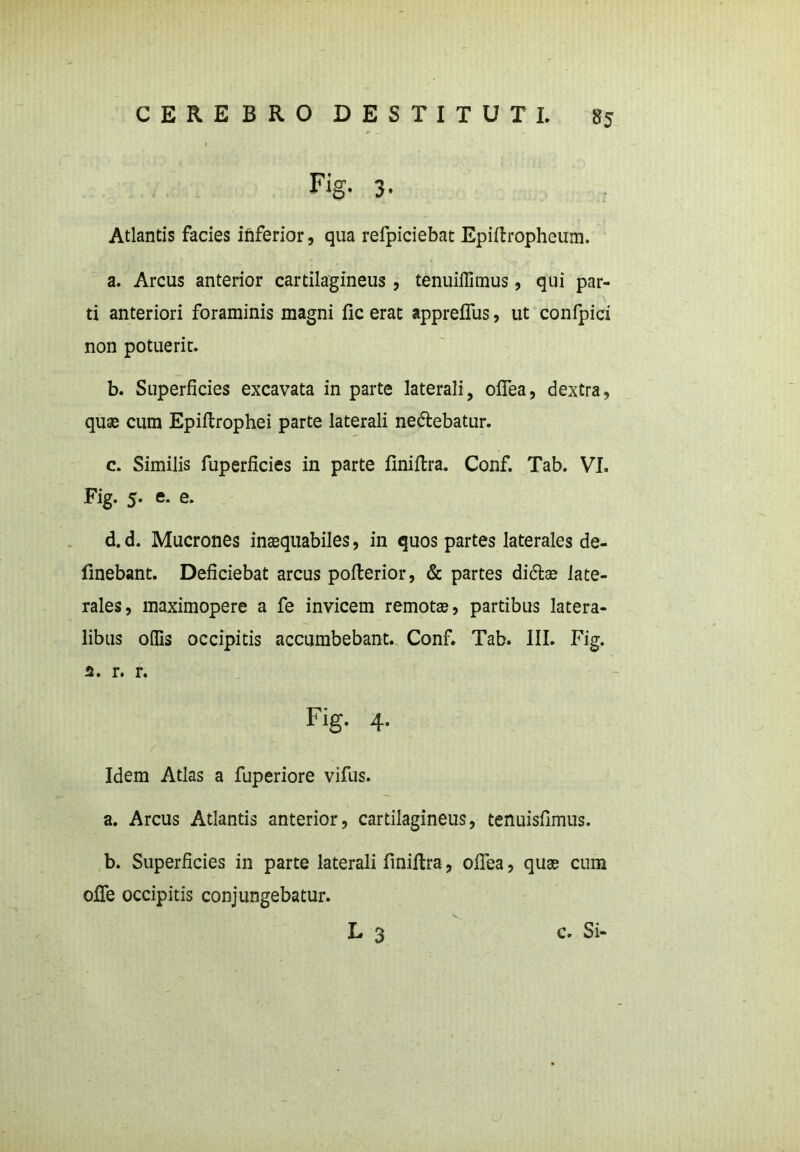 Fig. 3- Atlantis facies inferior, qua relpiciebat Epiftropheum. a. Arcus anterior cartilagineus, tenuiffimus, qui par- ti anteriori foraminis magni fic erat appreifus, ut confpici non potuerit. b. Superficies excavata in parte laterali, ofiea, dextra, quas cum Epiftrophei parte laterali ne&ebatur. c. Similis fuperficies in parte finiftra. Conf. Tab. VI. Fig. 5. e. e. d. d. Mucrones inaequabiles, in quos partes laterales de- linebant. Deficiebat arcus pofterior, & partes di&se late- rales, maximopere a fe invicem remotas, partibus latera- libus offis occipitis accumbebant. Conf. Tab. III. Fig. a. r. r. Fig. 4. Idem Atlas a fuperiore vifus. a. Arcus Atlantis anterior, cartilagineus, tenuisfimus. b. Superficies in parte laterali finiltra, ofiea, quae cum olfe occipitis conjungebatur. L 3 c. Si-