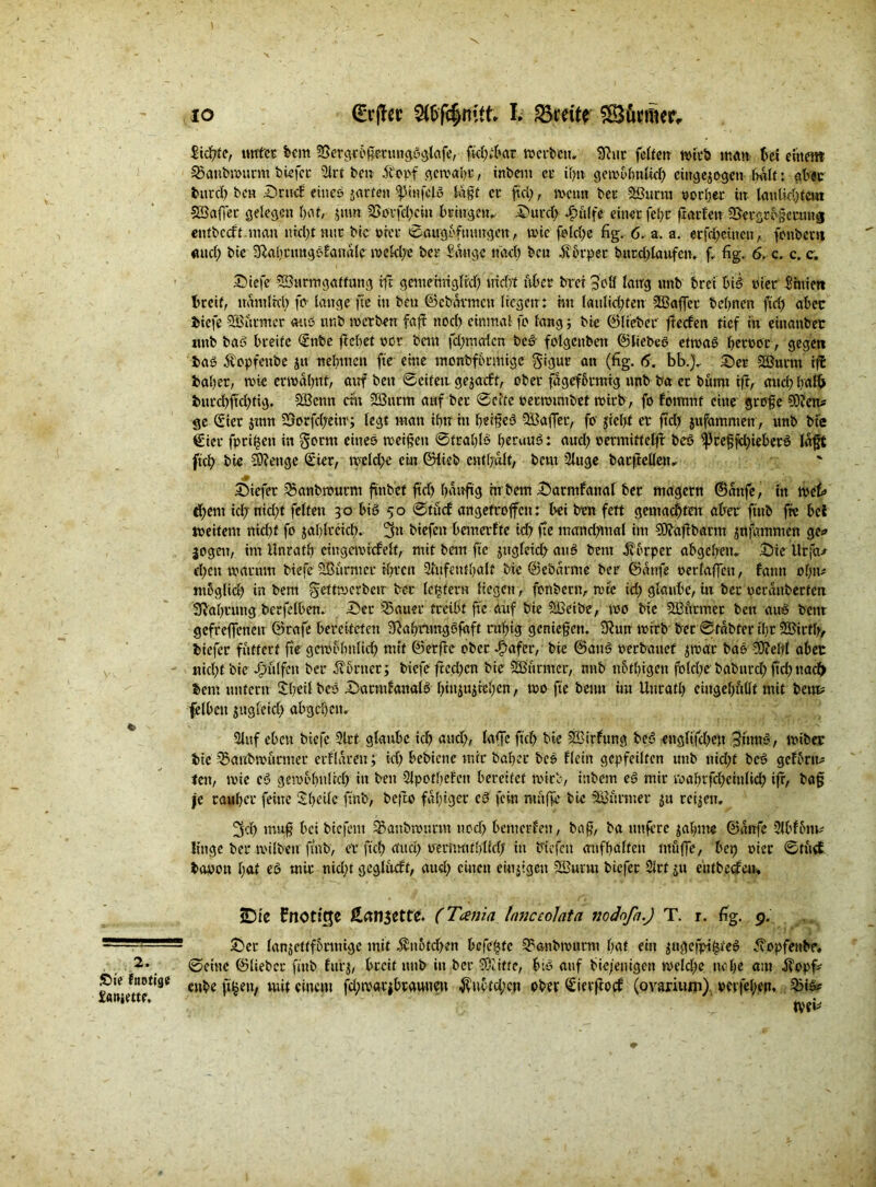 IO (EvjTec SCfrfc§mtfc t 23mte SS&rmer. lichte, unter feem 2SergrbgertmgSglafe, fvdKbat werten. Sftut felfetr wirb matt fect einem 35anbwurm tiefer 2Jrt feen- .ft'opf gewahr, inbeut et' if>tt gewöhnlich etug exogen halt: aber tu cd) feen 55rncf eines jartett ^tttfclS Saßt et* ftd;, wenn ber Sßutra oorher itt laulichfettt SSaftet gelesen bat, jum 2Sorfd)cin bringen, 55urd) Jpitlfe einer fehr ftarfett ©ergrtgcnutg entbccft.man nicht mir feie orcr ©augöftuutgen , wie feiere fig. 6. a. a. erfd^ctncti, fonberti <utd) feie ^ahrmtgsfanalc welche feer bange nach feen Körper butd;laufen. f. fig. 6. c. c. c. 35iefe SS3ttrmgaffnng tft gemehrigltd) triebt über ferei Soll laug unb' feret bis t>ier Inriert breit, nämlich fo- lange fte in feen ©ebuvmcn liegen : hu laulkhfen 2Baffet bebnen ftcfj aber feiefe Türmer ans nnfe werben faft noch einmal fo lang; feie ©lieber fteefert tief in einanfeer itnfc baS breite £'nbe ftebet oct bem fcftmalcn beS folgcnbett ©liebes etwas beroor, gegen feaS Äopfeube ju nehmen fte eine monbförmige 5‘igur an (fig. 6. bb.), 55er 2Burtn ifE fcaber, wie erwähnt, auf beit ©eiten gejaeft, ober fageformtg nnfe ba er feumt tft, auch halb burd)ftchtig. XBcun ein 2ßurm auf feer ©eite »etwimfeef wirb, fo fomrnt eine grefe 3)?ens ge Siet jmn 23orfd;eür; legt man ihn in heißey Sßafter, fo jteftt er ftd> jufammen, unb feie €ier fprihen in goent eines weifen ©frafilö herauf: and) oermitfelfr beS $)3cef5fti)ieberS lajjt ftch bie rOfenge (Ster, weld;e ein ©lieb enthalt, fecut 2luge barftellen, liefet Qknbmutm ftnbet ftch häufig hrbem £>armfa»tal ber magern ©aufe, in weh» «hem icl; nicht feiten 30 bis 50 ©tuef angetroffen: bei beit fett gemachten aber ftttb fte bei weitem nicht fo zahlreich. 3» biefen bemerfte ich fte manchmal im SDfaftbarm jnfammen ge? jogett, im Unrath eingewixfelt, mit bem fte zugleich auS bem Körper abgehen, 55ie llrfa? eften warum biefc 5Burnier ihren 2tufenfbalf bte ©ebarme ber ©anfe oerfaffeu, fantt ob«? möglich in bent §effwerbeu ber Icutent liegen, fortbern, wte id; glaube, itt ber ocrauberfea Nahrung bcrfelben. 55er hattet treibt fte auf bie Äßetbe, wo bte SOBtttmer bett auS betn gefreffenen ©rafe bereiteten füabnmgSfaft ruhig genießen. 9?un wirb ber ©täbter ihr SKirffi, feiefer futtert fte gewöhnlich mit ©erfte ober Jpafer, bie ©auS oerbauet jwäc bas 9ÜMfl aber nicht bie Wulfen ber Körner; biefe frechen bie SSBurntcr, nub nbfhigen fotd;e baburd; ftcbuad) feem untern SbetlbeS 55anuf«nalS rjin^ujrefien, wo fte betut tut Uttrafh cingchullt mit bem? felbctt sugfeid; abgehett, Stuf eben biefe 2lrt glaube ich auch, iaftc ftch bie 2Btrfung beS englifchen 3itmS, wtber fete 23aubwiitmer crflaren; ich bebiene mir baher bes kein gepfeilten unb uid;t bcö gefönt? tett, wie Co gewöhnlich in beit Slpotliefen bereitet wirb, ittbem e§ mir wahrfchciulid; ifr, ba§ je rauher feine ihctlc ftttb, befto fähiger cd fein raufte bk furnier ju reifen, 3ch muft bei biefeut ^anbwttrm noch benterfen, baf?, ba uttfere gähnte ©anfe Slbföm? finge ber wilben ftnb, er ftch auch oerimithltch itt btefeu aufhalfen muffe, bet) oier ©tucf feaooit hat es mir rtid;t geglitcff, auch einen einigen SBunu biefer 21 rf ju eutbecfein 25te fnötige ßan^ette. (Tania tnnccolatn nodnfa.J T. r. fig. 9. 55er lanjettfönnige mit Knötchen befe^fc 2?anbwumt hat ein ^ugefpi^teS öTopfenfee, ©eine ©lieber ftnb furj, breit unb in ber tOiiffe, bis auf bie/entgett welche nebe am ilopf? enbe ft^en, mit einem fd;warjbrawueu ^uötd;ctt ober <£ierftocf (ovarium) oetfehen, 53iS? tvei?
