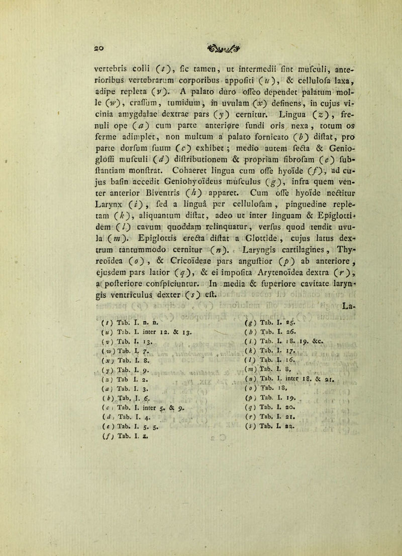 vertebris colli O), fic tamen, ut intermedii fint mufculi, ante- rioribus vertebrarum corporibus appofiti C^)> ^ cellulofa laxa, adipe repleta A palato duro ofleo dependet palatum mol- le cralTum, tumidum, in uvulam defmens, in cujus vi- cinia am5^gdalae dextrae pars (3?) cernitur. Lingua > fre- nuli ope (^a') cum parte anteriore fundi oris nexa, totum os ferme adimplet, non multum a palato fornicato (^b') diftat, pro parte dorfum fuum Cc') exhibet; medio autem feda & Genio- glofli mufculi diftributionem & propriam fibrofam (e) fub- ftantiam monflrat. Cohaeret lingua cum olTe hyoide ad cu- jus bafin accedit Geniohyoideus mufculus {g)-, infra quem ven- ter anterior Biventris (^k) apparet. Cum olTe hyoide nedtitur Larynx fed a lingua per cellulofam , pinguedine reple- tam aliquantum diftat, adeo ut inter linguam & Epiglotti- dem C/} cavum’ quoddara relinquatur, verfus quod tendit uvu- la’(»?}. Epiglottis eredta diflat a Glottide , cujus latus dex- trum tantummodo cernitur («). Laryngis cartilagines. Thy- reoidea ^ Cricoideae pars anguflior (^/») ab anteriore, ejusdem pars latior ^ impolita Arytenoidea dextra (f*), a; polleriore confpiciuntur. In media & fuperiore cavitate laryn- gis ventriculus dexteri(r} eft. .. . Lj - * - . - , o: / La- (/) Tab. I. n. n. . (g) Tab. 1. &5. (k) Tab. I. inter I2. & ij. (/)) Tab. I. 2.6. (v) Tab. I. 13. ^ ... (/) Tab. I. 18. ,19. &c. (tOTab. I, 7. . \ ' (A) Tab.,I. 17. u, . Cxj Tab. I. 8.*' ‘ ‘ ' (9 Ts^b. I. i5.^, , ‘ ,, (y) Tab. 1.^9. (w)'Tab. I. 8. _ . (3) Tab I.'2. ' 9 (») Tab. I. inter 18.'& ar. {a) Tab, I. 3. . ' (o)^Tab. 18, (*LTab.,I. 6. , ■ (p) Tab. I. 19. , , , (c I Tab. I. inter 5. & 9- ((7) Tab. I. 20. ^ (d) Tab. I. 4. - , . ^ (r) Tab. I. 21. , ^ . ( e ) Tab. I. 5. 5. (i ) Tab. 1. 22. {/) Tab. I. z. , ■;