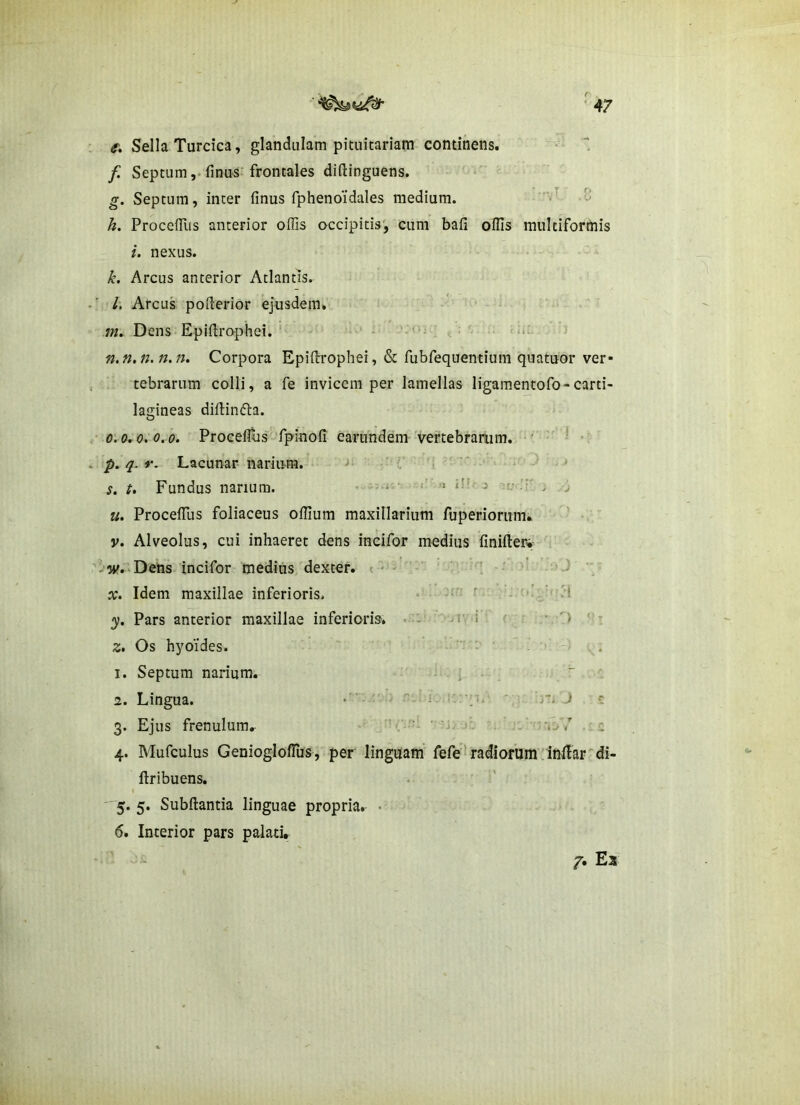 e. Sella Turcica, glandulam pituitariam continens. \ f. Septum, finu5’frontales diftinguens. g. Septum, inter finus fphenoidales medium. - h. ProcefTus anterior offis occipitis', cum bafi offis multiformis i. nexus. k. Arcus anterior Atlantis. /. Arcus poderior ejusdem. m. Dens Epidrophei. '• “ n. n.n.n.n. Corpora Epidrophei, & fubfequentium quatuor ver- tebrarum colli, a fe invicem per lamellas ligamentofo-carti- lagineas didinfia. 0,0,0. 0.0. Proceflus fpinod earundem veftebramm. ' p.q.r. Lacunar narium. •> ' c‘ .  ■ • ^ s. t. Fundus narium. ' ' ■’ * ^ ^ j u. Proceffiis foliaceus offium maxillarium fuperiorum. ' ■. V. Alveolus, cui inhaeret dens incifor medius finider* . w.>Dens incifor medius dexter, t * - ' ' ‘ ^ ' \ X. Idem maxillae inferioris. • ■ , y. Pars anterior maxillae inferioris. - .i' i • ') z. Os hyoides. ” ■ . - . 1. Septum narium. , ; . - 2. Lingua. i ■ ; r. J c 3. Ejus frenulum, ' ^ ' ' ' ■ 'i^ 4. Mufculus Geniogloffiis, per linguam' fefe radiorum indar'di- dribuens. I 5. 5. Subdantia linguae propriar • 6» Interior pars palati. Es
