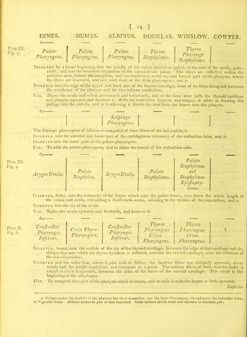 FiS-b 1 ‘4 ) INNES. 6l DUMAS. ALBINUS. DOUGLAS. WINSLOW. Palato Pharyngeus. Palato Pharyngien. Palato Pharyngeus. Thyreo Staphylmus. Thyreo Pharyngo Staphylmus. COWPER. Inserted by a broad beginning into the middle of the velum pendulum palati, at the root of the uvula, pofte- riorly, and into the tendinous expanfion of the circumflexus palati. The fibres are colledted within the potterior arch, behind the amygdala, and run backwards to the top and lateral part of the pharynx, where • the fibres are fcattered, and mix with thofe of the ftylo-pharyngeus; and is Inserted into the edge of the upper and back part of the thyroid cartilage, fome of its fibres being loft between the membrane of the pharynx and the two inferior eonftritftors. Use. Draws the uvula and velum downwards and backwards, and at the fame time pulls the thyroid cartilage and pharynx upwards and thortens it. With the conftrk'tor fuperior and tongue, it ailifts in thutting the palfage into the noftrils, and in Ivvallowing it thrufts the food from the fauces into the pharynx. 62' Salpingo Pharyngeus. The falpingo pharyngeus of Albinus is compofed of fome fibres of the laft mufcle, is Inserted into the anterior and lower part of the cartilaginous extremity of the euftachian tube, and is Inserted into the inner part of the palato pharyngeus. Use. To aflift the palato pharyngeus, and to dilate the mouth of the euftachian tube. 63 — Plate III. Palato Fig. 4. Staphylinus Ary go s Uvula. Palato Staphilin. A rygos Uvula. Palato Staphylinus. vel Staphylinus Epijlaphy- linus. Plate II. Fig. 6. Inserted, flelhy, into the extremity of the future which joins the palate bones, runs down the whole length of the velum and uvula, refembling a fmall earth-worm, adhering to the tendons of the circumflexi, and is. Inserted into the tip of the uvula. Use. Raifes the uvula upwards and forwards, and fhortens it. 64—— ConfriUor Pharyngis Inferior. Crico Thyro- Pharyngien. ConJlriUor Pharyngis Inferior. Thyreo ! Thyreo Pharyngeus P hamngeus Cryco I Crico Pharyngeus. j Pharyngeus. Inserted, broad, into the outfide of the ala of the thyroid cartilage, between the edge of that cartilage and the oblique line into which the thyreo hyoideus is inferted, and into the cricoid cartilage, near the infertion of the crico thyroideus. Inserted into the white line, where it joins with its fellow; the fuperior fibres run obliquely upwards, cover nearly half the middle conftridtor, and terminate in a point. The inferior fibres of thefe mufcles make a complete circle backwards, between the tides of the bales of the cricoid cartilage. This circle is the beginning of the oefophagus. Use. To comprefs that part of the pharynx which it covers, and to raife it with the larynx a little upwards. Conftridor f Cowper makes the mufcles of the pharynx but three in number, viz. the Stylo Pharyngeus, Oeiophagteus feu Sphindter Gula:, ct Vaginalis Guise. Albinus makes fix pair as here detcribed. Some authors divide them into thirteen or fourteen pair.