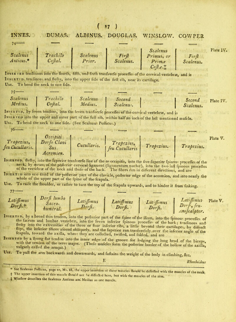 ( *7 ) INNES. DUMAS. ALBINUS. DOUGLAS. WINSLOW. 74 1 ’ ■ Scalenus Scalenus Trachelo Scalenus Firjl Primus, or Anticus.* Cojlal. Prior. Scalenus. Prim a Coflas-X Firfl Scalenus. Inserted tendinous into the fourth, fifth, and fixth tranfverfe procefles of the cervical vertebrae, ahd is Inserted, tendinous, and flefliy, into the upper fide of the firfi rib, near its cartilage. Use. To bend the neck to one fide. 75' Scalenus Medius. Scalenus Medius. Second Scalenus. Trachelo Cojlal. Inserted, by feven tendons, into the (even tranfverfe procefles of the cervical vertebrae, and is Inser ted into the upper and outer part of the firft rib, within half an inch of the laft mentioned mufcle. Use. To bend the neck to one fide. (See Scalenus Poflicus.) Second Scalenus. Trapezius, feu Cucullaris. Occipiti Dorfo Clavi Sus Acromien. Cucullaris. Trapezius, feu-Cucullaris Trapezius. Trapezius. Inserted, flefhy, into the fuperior tranfverfe line of the os occipitis, into the five fuperior fpinous procefles of the neck, by mean$ of the pofterio- cervical ligament (ligamentum nuchae), into the two lafl fpinous procefles of the vertebrae of the neck ana thofe of the back. The fibres run in different directions, and are Inserted into one-third of the pofierior part of the clavicle, poflerior edge of the acromion, and into nearly the whole of the upper part of the fpine of the fcapula. Use. To raife the fhoulder, or rather to turn the top of the fcapula upwards, and to hinder it from finking. Latijfimus Dorji.t Dorf lumbo Sacro- Latijfimus Latijfimus Latijfimus ■humeral. Dorji. Dorf. Dorji. Latifimus- Dorfy feu- nnifcalptor. f V ] r , “VV Poirer'or Pari oi tne ipine ot the ilium, into the fpinous procefles of thefacrum and lumbar vertebrae, into the feven inferior fpinous procefTes of the back; tendinous and flethy into the extremities of the three or four inferior ribs, a little beyond their cartilages, by diftind flips, the inferior fibres afcend obliquely, and the fuperior run tranfverlely over the inferior angle of the fcapula, toward the axilla, where they are collected, tvvified, and folded/and are ' Inserted by a flrong flat tendon into the inner edge of the groove for lodging the long head of the biceps, Wl 1 tenYf the tCr? maJor* (Thele mufcles form the poflerior border of the hollow of the axifla, vulgarly called the armpit.) * Use. To pull the arm backwards and downwards, and fuftains the weight of the body in climbing, &c. Rhombotdeus * Scalenus PoA,cus> Pa8e No. 8g, the upper Insertion of these muscles fhould he difTeded with the muscles of the neck t e upper insertion of this muscle fhould not he differed here, but with the muscles of the arm. I Window describes the Scalenus Anticus anti Medius as one muscle. Plate IV. Plate IV. Plate V. Plate V,