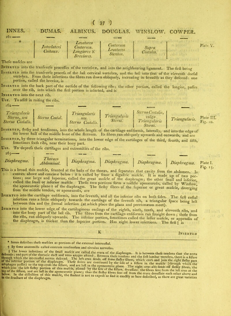 161 —— *■ Thefe mufcles arc Jnterlateri Costaiix. ( 37 ) Levatores Costarum. Longiorcs ff Breviores. Costarum Levatores Stent un. WINSLOW. COW PER. Supra Costales. Inserted into the tranfverfe procefles of the vertebra, and into the neighbouring ligament. The firfi being Inserted into the tranfverfe procefs of the laft cervical vertebra, and the loft into that of the eleventh dorfal vertebra. From thele infertions the fibres run down obliquely, increafing in breadth as they defeend : one portion, called the brevior, is J Inserted into the back part of the outfide of the following ribs; the other portion, called the longior, pafies over the rib, into which the firft portion is inferted, and is Inserted into the next rib. Triangularis. ' ; V  - ui iiJCLdiLUdgu eiimoinns, larerauy, and into the edge of the lower halt of the middle bone of the fternum. Its fibres run obliquely upwards and outwards, and are Inserted, by three triangular terminations, into the lower edge of the cartilages of the third, fourth, and fifth fometimes fixth ribs, near their bony part. Use. To deprefs thefe cartilages and extremities of the ribs. Thoraco Use. To affifi in 16a railing the ribs. Triangularis Sterno, sea Sterno Costal. Triangidaris seu Triangularis Sterno Costalis, vulgo Sterno Costal is. Sterno Costalis. Sterni. Triangularis Sterni. Diaphragma. Abdominal. Diaphragma. Diaphragma. Diaphragma. Diaphragma. This is a broad thin mufcle, fituated at the bafis of the thorax, and feparates that cavity from the abdomen. Is convex above and concave below : it is called by Come a digaftric mufcle. It is made up of two por tions; one large and luperior, called the great mufcle of the diaphragm; the other fmall and inferior called the lmall or inferior mufcle Thefe two portions form a middle aponeurofis, called by Window’ the aponeurotic-planef °f the diaphragm. Hie flelhy fibres of the fuperior or great mufcle, diverging from the middle tendon, or aponeurofis, are 6 ° Inserted into the cartilago enfiformis, into the feventh, and all the inferior ribs on both fides. The firfi: coftal xnlertion runs a little obliquely tovvards the cartilage of the feventh rib, a triangular fpace being left between this and the iternal infertion (at which place the plura and peretona^um meet). Inserted into the lower edge of the cartilaginous endings of the eighth, ninth, tenth, and eleventh ribs, and into the bony part of the lall rib. The fibres from the cartilago enfiformis run ftraight down ; thole from the ribs, run obliquely upwards. The inferior portion, fometimes called the lefier mufcle, or appendix of the diaphragm, is thicker than the luperior portion. Has eight lower infertions. The firfi; J is K Inserted * Innes deferibes thefe mufcles as portions of the external intercoftal. f By fome anatomifts called centrum rendinofum and circulus nervofus. of the inferior portion of the diaphragm. Thefe fiores arc continued bv the fide of a ’fiffi • C™u and J°in *he nght flefhy pari » SSf ? in the ftrudure of the diaphragm. P  d exai5lly as here defenbed, as there are great varieties Plate V. Plate III. Fig. to. Plate I. Fig. 15.
