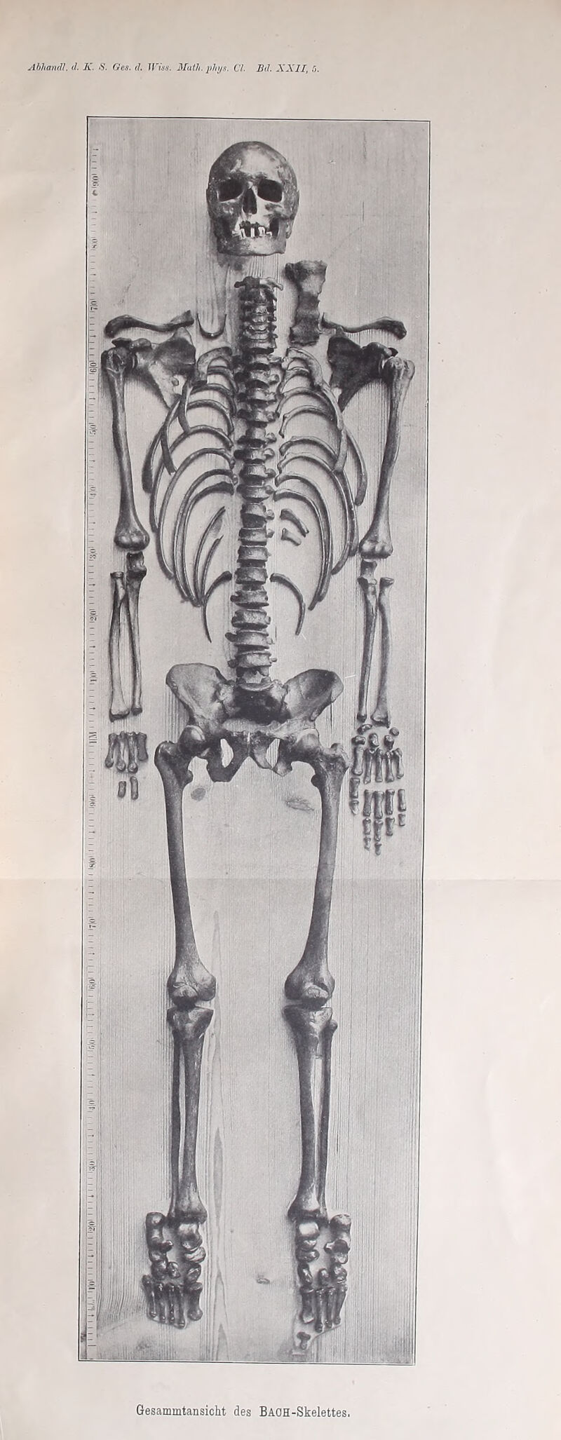 WT=i AhhamV. d. K. S. Ges. ä. Wiss. 3Iuth. iihijs. Cf. S(f. SXII, ö. Gesammtansicht des BAOH-Skelettes,