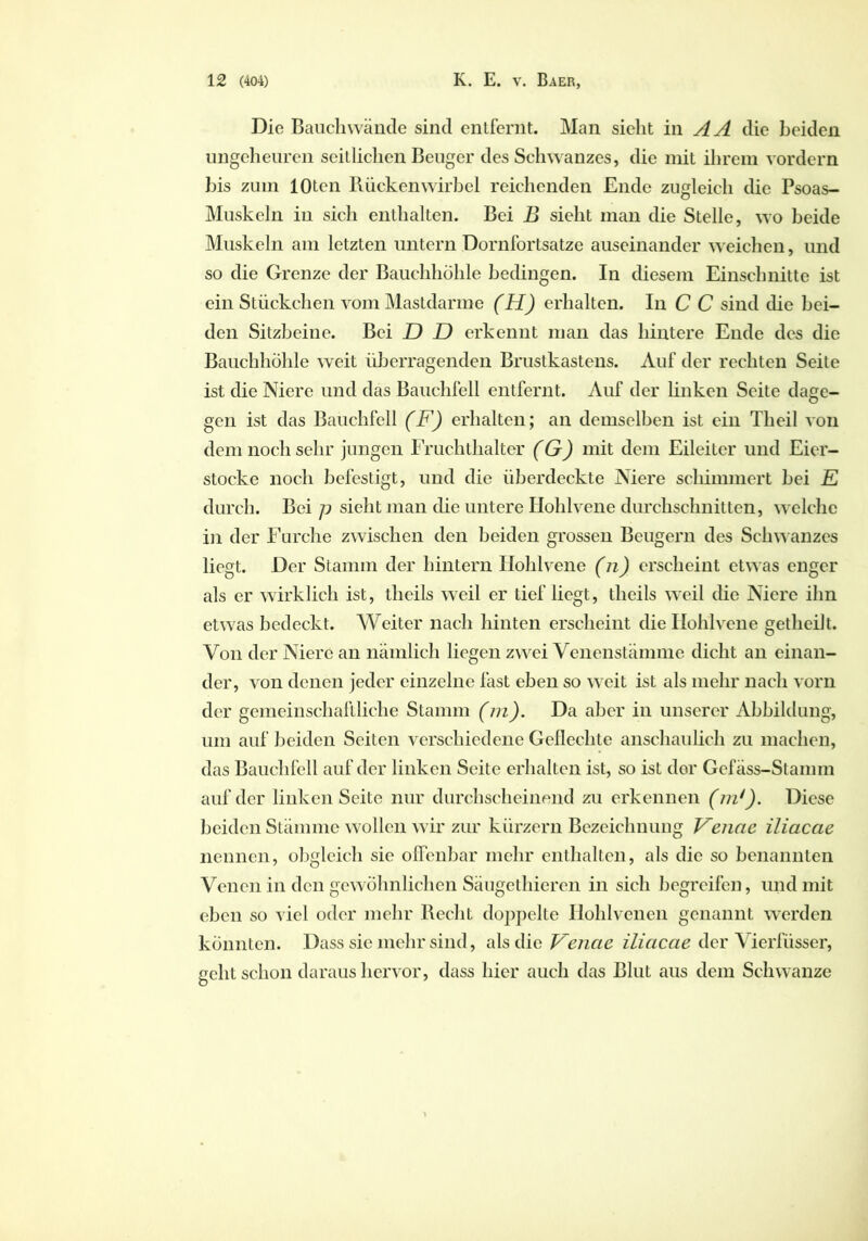 Die Bauchwände sind entfernt. Man sieht in AA die beiden ungeheuren seitlichen Beuger des Schwanzes, die mit ihrem vordem bis zum lOten Rückenwirbel reichenden Ende zugleich die Psoas- Muskeln in sich enthalten. Bei B sieht man die Stelle, wo beide Muskeln am letzten untern Dornfortsatze auseinander weichen, und so die Grenze der Bauchhöhle bedingen. In diesem Einschnitte ist ein Stückchen vom Mastdarme (H) erhalten. In C C sind die bei- den Sitzbeine. Bei D D erkennt man das hintere Ende des die Bauchhöhle weit überragenden Brustkastens. Auf der rechten Seite ist die Niere und das Bauchfell entfernt. Auf der linken Seite dage- gen ist das Bauchfell (F) erhalten; an demselben ist ein Theil von dem noch sehr jungen Fruchthalter (G) mit dem Eileiter und Eier- stocke noch befestigt, und die überdeckte Niere schimmert bei E durch. Bei p sieht man die untere Hohlvene durchschnitten, welche in der Furche zwischen den beiden grossen Beugern des Schwanzes liegt. Der Stamm der hintern Hohlvene (n) erscheint etwas enger als er wirklich ist, tlicils wTeil er tief liegt, theils weil die Niere ihn etwas bedeckt. Weiter nach hinten erscheint die Hohlvene getheilt. Von der Niere an nämlich liegen zwei Venenstämme dicht an einan- der, von denen jeder einzelne fast eben so weit ist als mehr nach vorn der gemeinschaftliche Stamm (m). Da aber in unserer Abbildung, um auf beiden Seiten verschiedene Geflechte anschaulich zu machen, das Bauchfell auf der linken Seite erhalten ist, so ist der Gcfäss-Stamm auf der linken Seite nur durchscheinend zu erkennen (m/). Diese beiden Stämme wollen wir zur kürzern Bezeichnung Fenne iliacae nennen, obgleich sie offenbar mehr enthalten, als die so benannten Venen in den gewöhnlichen Säugethieren in sich begreifen, und mit eben so viel oder mehr Beeilt doppelte Hohlvenen genannt werden konnten. Dass sie mehr sind, als die Fenae iliacae der Vierfüsser, echt schon daraus hervor, dass hier auch das Blut aus dem Schwänze