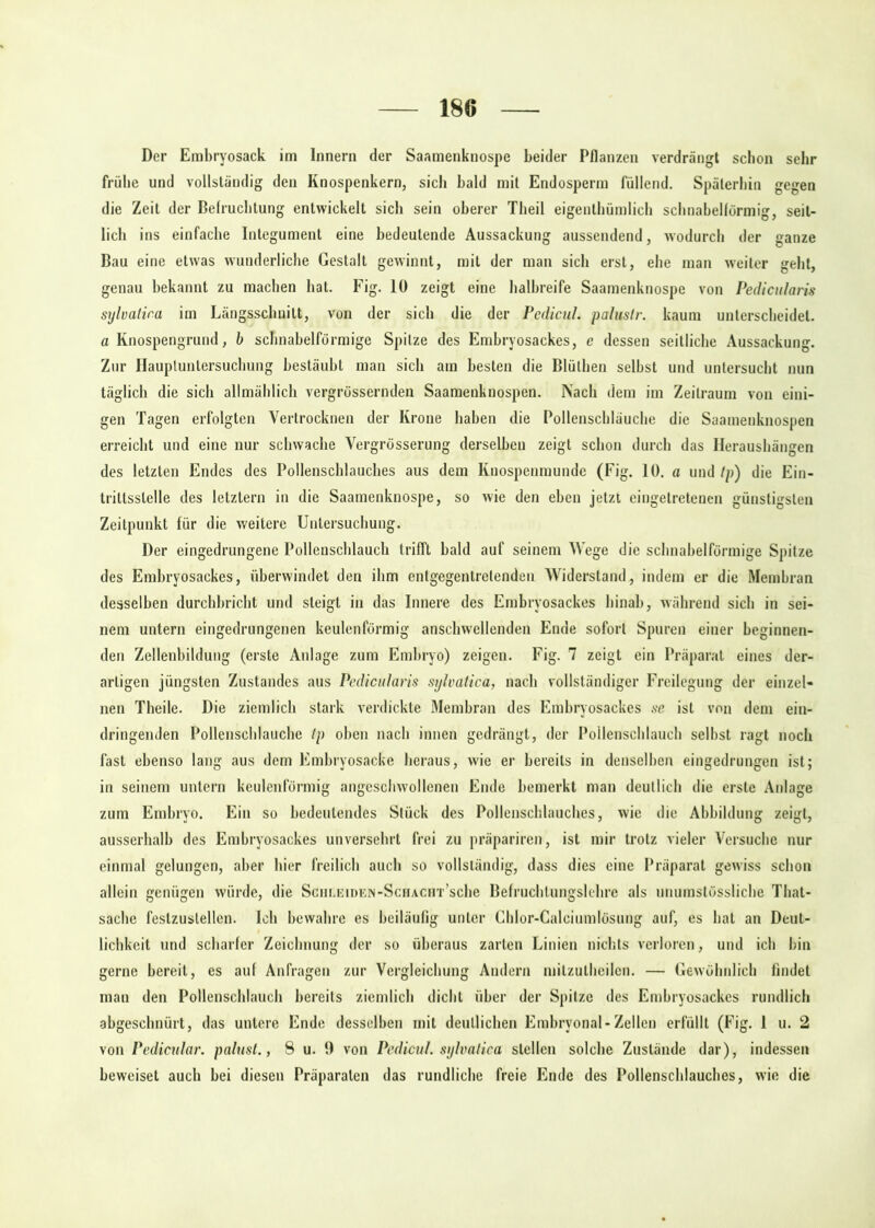 Der Embryosack im Innern der Saamenknospe beider Pflanzen verdrängt schon sehr frühe und vollständig den Knospenkern, sich bald mit Endosperm füllend. Späterhin gegen die Zeit der Befruchtung entwickelt sich sein oberer Theil eigentümlich schnabelförmig, seit- lich ins einfache Integument eine bedeutende Aussackung aussendend, wodurch der ganze Bau eine etwas wunderliche Gestalt gewinnt, mit der man sich erst, ehe man weiter geht, genau bekannt zu machen hat. Fig. 10 zeigt eine halbreife Saamenknospe von Pediculam sylvatic.a im Längsschnitt, von der sich die der Pedicul. palustr. kaum unterscheidet. a Knospengrund, b schnabelförmige Spitze des Embryosackes, e dessen seitliche Aussackung. Zur Hauptuntersuchung bestäubt man sich am besten die Blüthen seihst und untersucht nun täglich die sich allmählich vergrüssernden Saamenknospen. Nach dem im Zeitraum von eini- gen Tagen erfolgten Vertrocknen der Krone haben die Pollenschläuche die Saamenknospen erreicht und eine nur schwache Vergrösserung derselben zeigt schon durch das Heraushängen des letzten Endes des Pollenschlauches aus dem Knospenmunde (Fig. 10. a und tp) die Ein- trittsstelle des letztem in die Saamenknospe, so wie den eben jetzt eingelretenen günstigsten Zeitpunkt für die weitere Untersuchung. Der eingedrungene Pollenschlauch trifft bald auf seinem Wege die schnabelförmige Spitze des Embryosackes, überwindet den ihm entgcgentrelendeu Widerstand, indem er die Membran desselben durchbricht und steigt in das Innere des Embryosackes hinab, während sich in sei- nem untern eingedrungenen keulenförmig anschwellenden Ende sofort Spuren einer beginnen- den Zellenbildung (erste Anlage zum Embryo) zeigen. Fig. 7 zeigt ein Präparat eines der- artigen jüngsten Zustandes aus Pedicularis sylvatica, nach vollständiger Freilegung der einzel- nen Theile. Die ziemlich stark verdickte Membran des Embryosackes sc ist von dem ein- dringenden Pollenschlauche tp oben nach innen gedrängt, der Pollenschlauch seihst ragt noch fast ebenso lang aus dem Embryosacke heraus, wie er bereits in denselben eingedrungen ist; in seinem untern keulenförmig angeschwollenen Ende bemerkt man deutlich die erste Anlage zum Embryo. Ein so bedeutendes Stück des Pollenschlauches, wie die Abbildung zeigt, ausserhalb des Embryosackes unversehrt frei zu präpariren, ist mir trotz vieler Versuche nur einmal gelungen, aber hier freilich auch so vollständig, dass dies eine Präparat gewiss schon allein genügen würde, die ScHi.EiDEN-ScHACHx’sche Befruchtungslehre als unumstössliche That- sache festzuslellen. Ich bewahre es beiläufig unter Chlor-Calciumlösung auf, es hat an Deut- lichkeit und scharfer Zeichnung der so überaus zarten Linien nichts verloren, und ich hin gerne bereit, es auf Anfragen zur Vergleichung Andern mitzulheilen. — Gewöhnlich findet man den Pollenschlauch bereits ziemlich dicht über der Spitze des Embryosackes rundlich abgeschnürt, das untere Ende desselben mit deutlichen Embryonal-Zellen erfüllt (Fig. 1 u. 2 von Pedicular. palust., 8 u. 1) von Pedicul. sylvalica stellen solche Zustände dar), indessen beweiset auch hei diesen Präparaten das rundliche freie Ende des Pollenschlauches, wie die