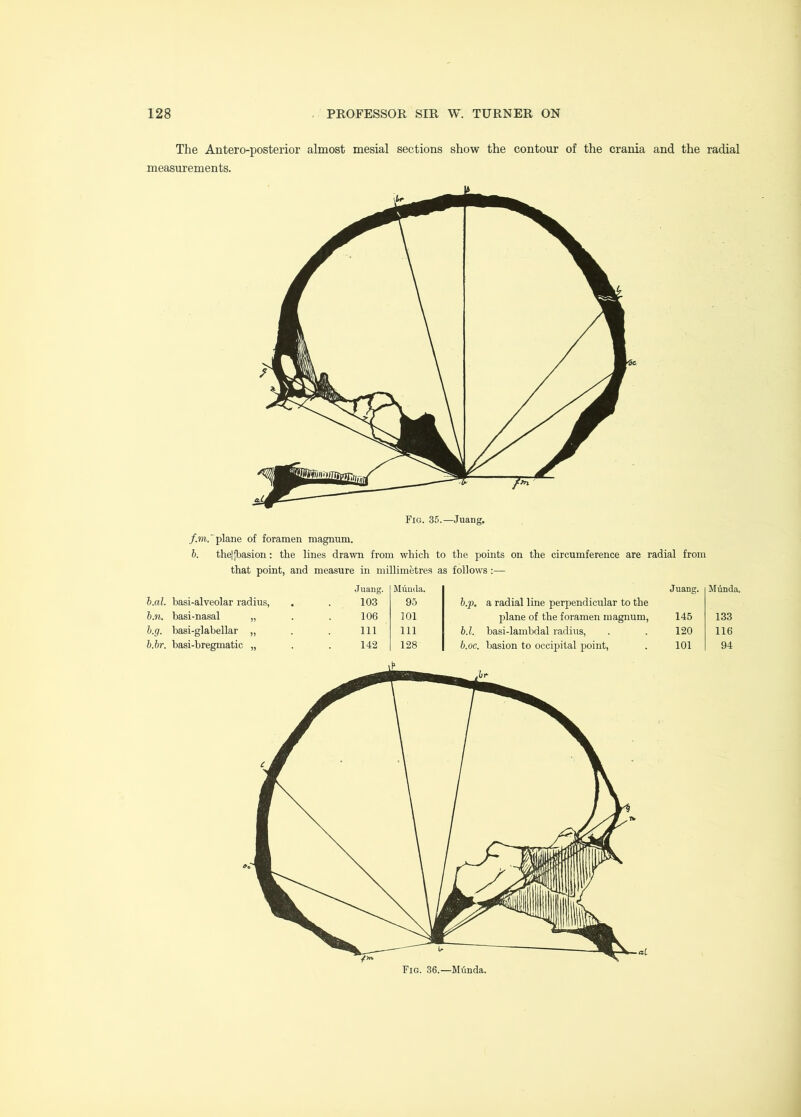 The Antero-posterior almost mesial sections show the contour of the crania and the radial measurements. /.m.'plane of foramen magnum. h. theljbasion: the lines drawn from which to the points on the circumference are radial from that point, and measure in millimetres as follows :— Ij.al. basi-alveolar radius, Juang. 103 Miiuda. 95 b.p. a radial line perpendicular to the Juang. h.n. basi-nasal „ 106 101 plane of the foramen magnum. 145 h.g. basi-glabellar „ 111 111 b.l. basi-lambdal radius. 120 b.br. basi-bregmatic „ 142 128 b.oc. basion to occijiital point. 101 Miinda. 133 116 94 Fig. 36.—Mfmda.